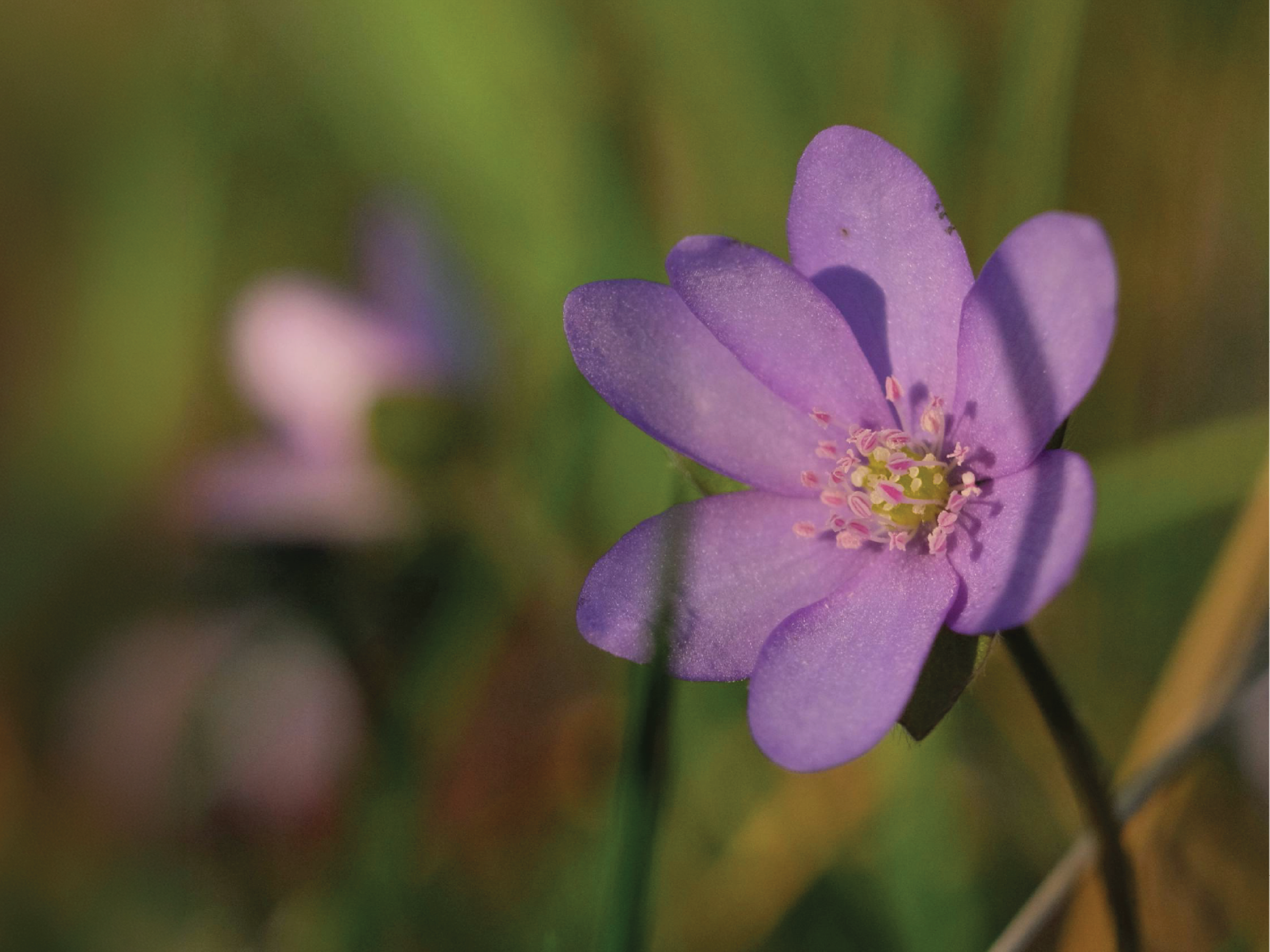 Siguldā izskanēs deju kolektīva “Vizbulīte” koncerts “Liela diena atnākuse”