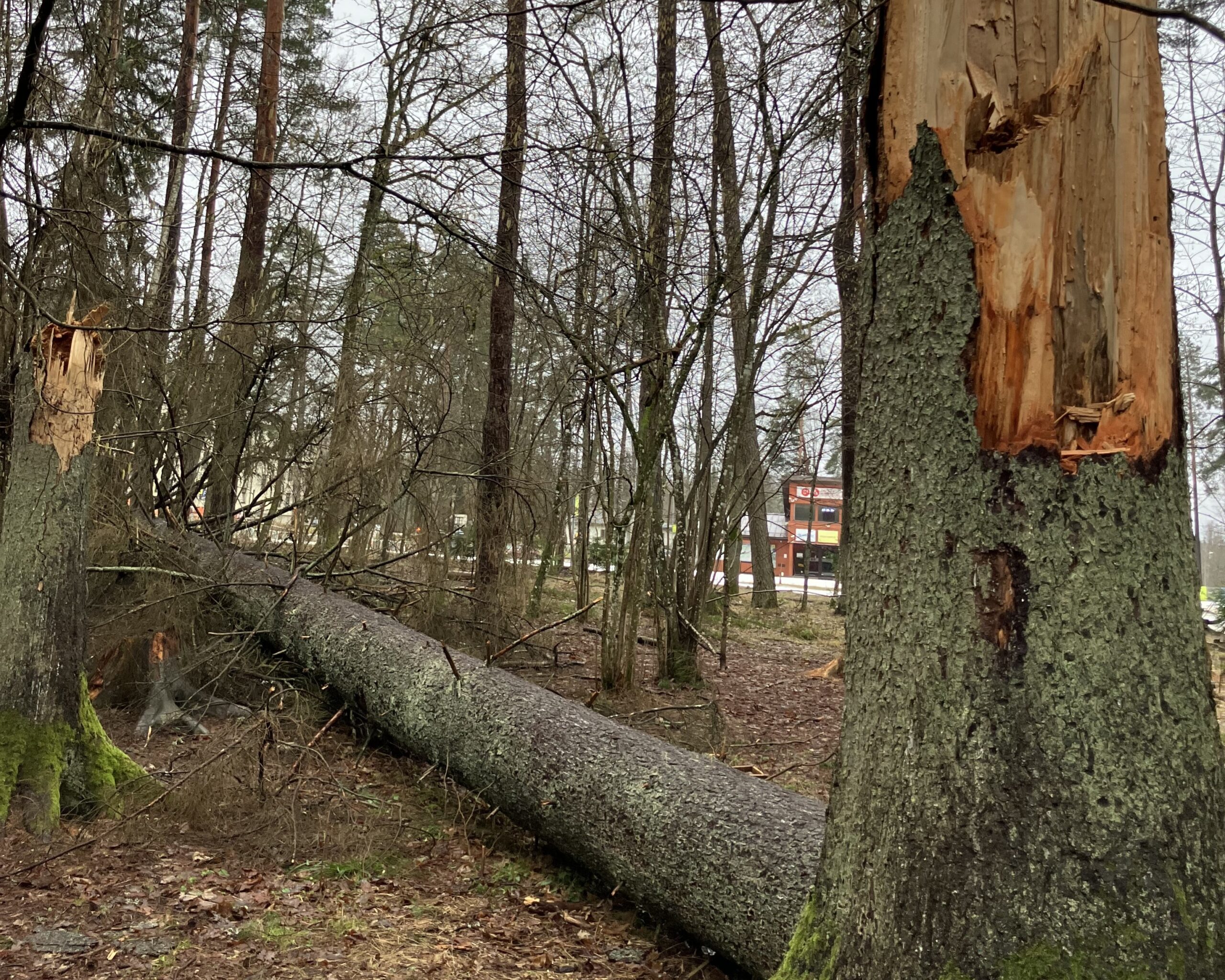 No 12. maija uz laiku slēgs tūristu takas Ķeizarskata apkārtnē Siguldā