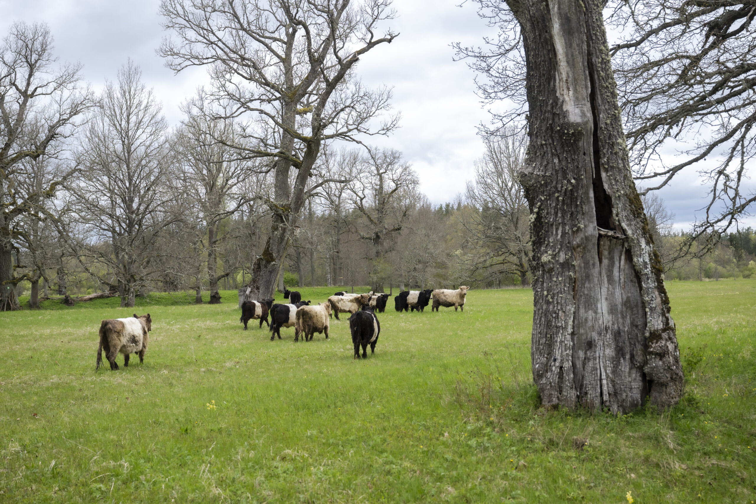 Mobilais ganāmpulks šosezon atgriezīsies Siguldas Balonu pļavā