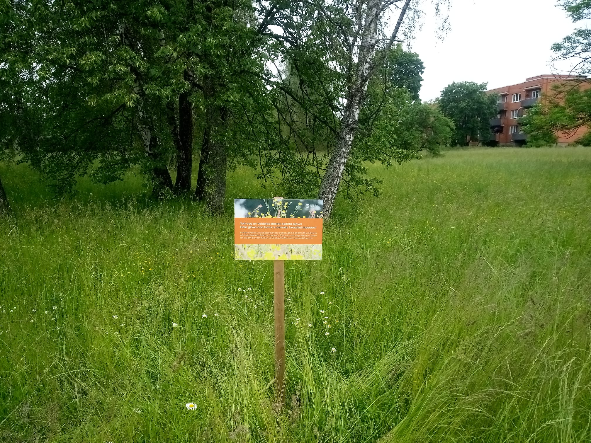 Saulgriežu laikā ziedus ir iespēja lasīt Siguldas dabiskajās pļavās