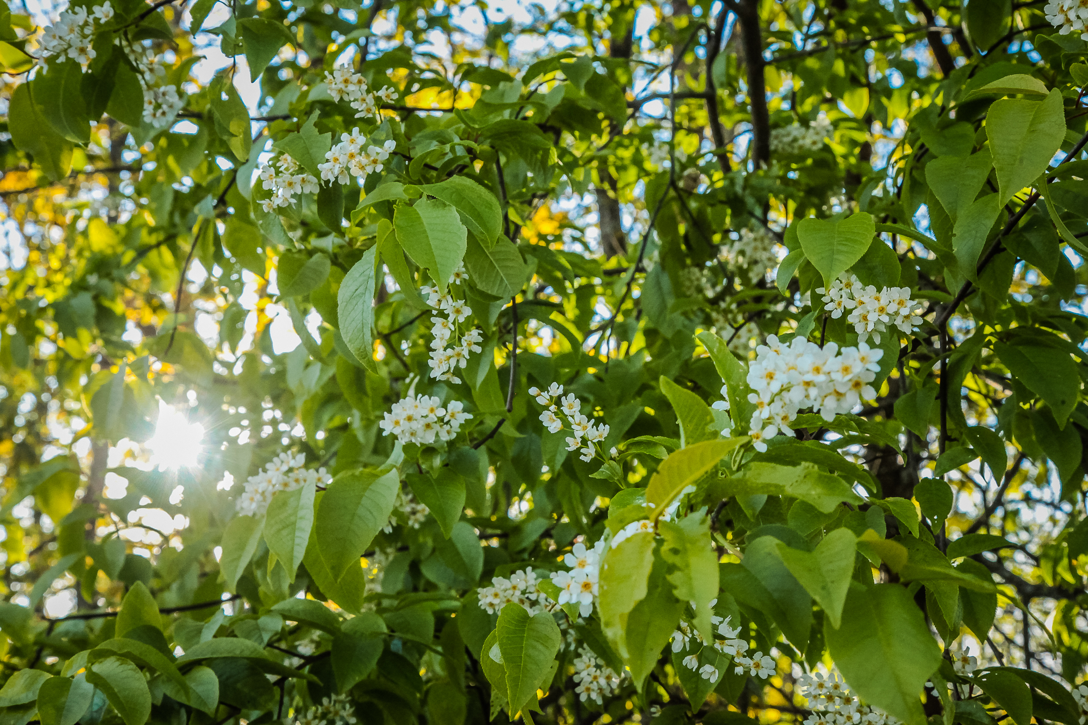 FotoManLV Siguldas Pavasaris 2020 Otrā izlase-161