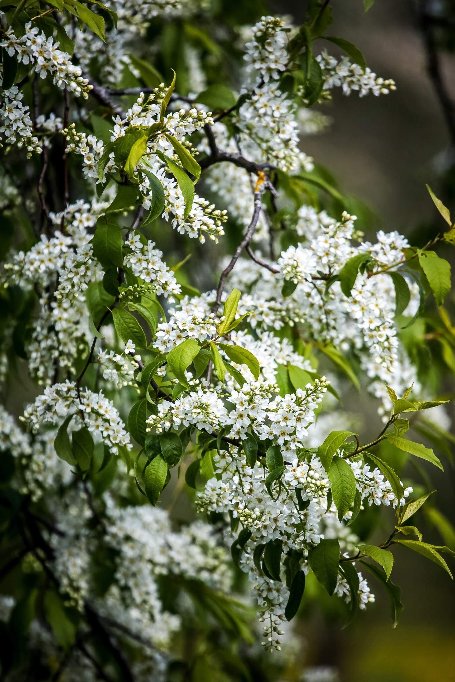 FotoManLV Siguldas Pavasaris 2020 Otrā izlase-37