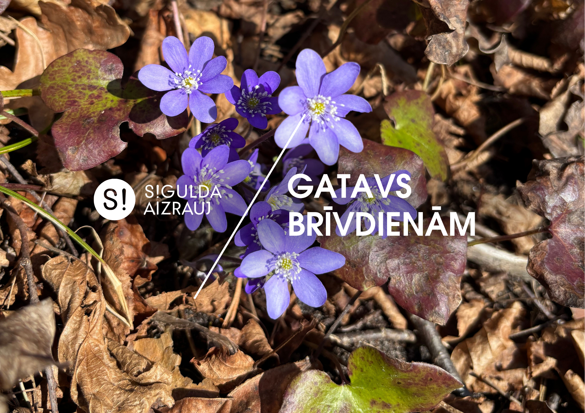 Šonedēļ Siguldas novadā: Eiropas čempionāta kvalifikācijas turnīrs volejbolā, grāmatas “Romantiskais brīvības bruņinieks Leons Briedis” atvēršanas svētki, pūpolsvētdienas dievkalpojumi un citi notikumi