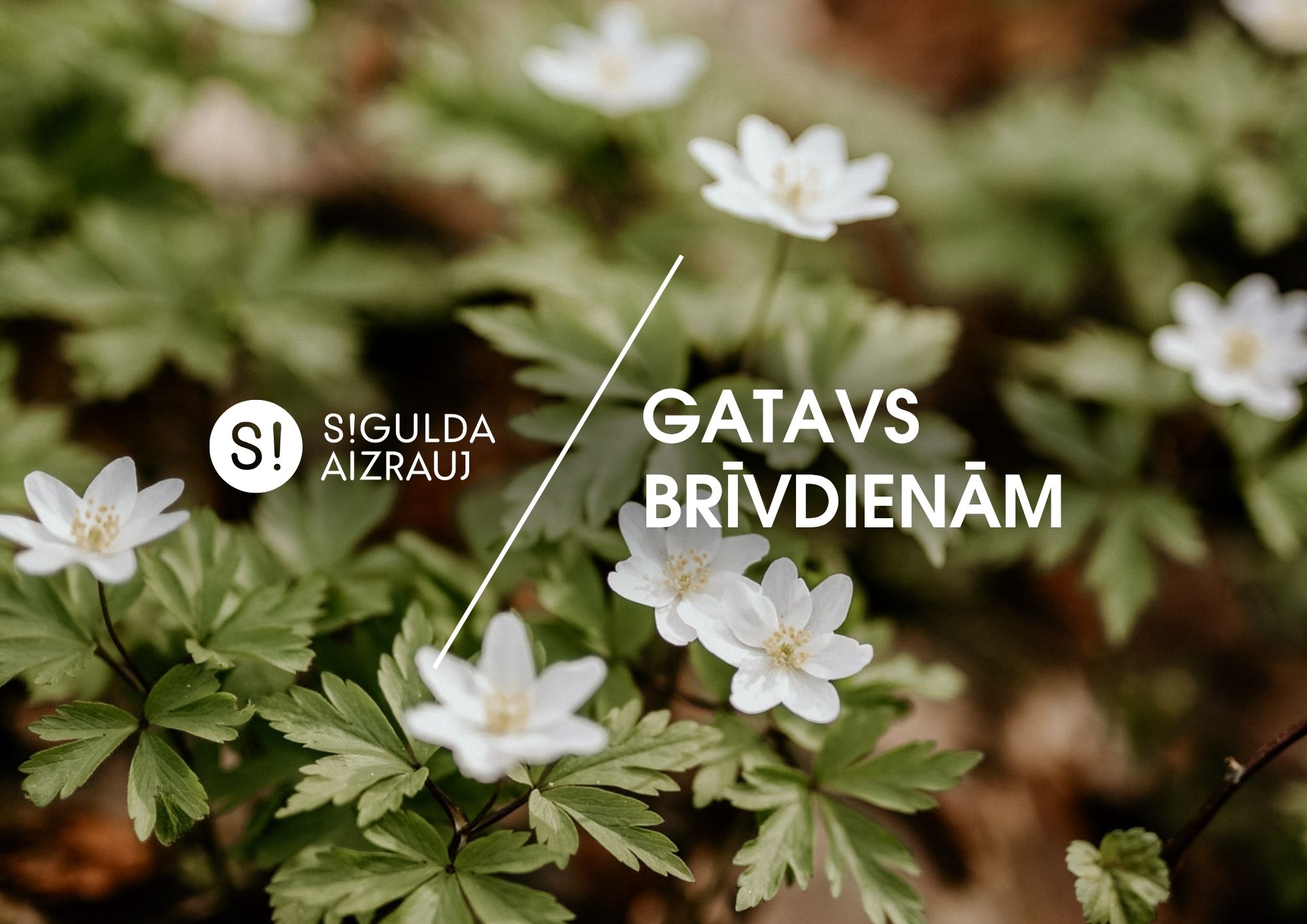 Šonedēļ Siguldas novadā: “Satiec savu meistaru!”, vidējās paaudzes deju kolektīva “Ķimelītis” 65 gadu jubilejas koncerts un citi notikumi