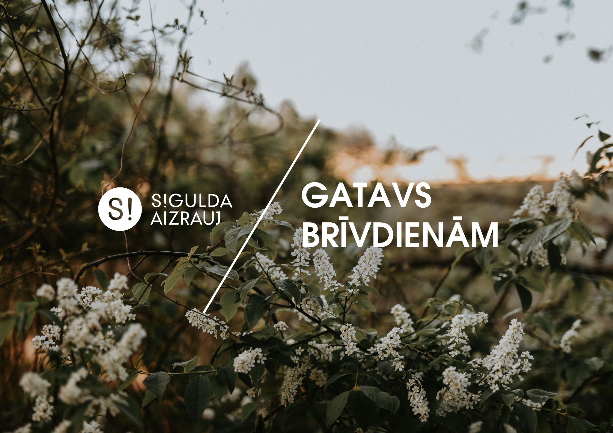 Šonedēļ Siguldas novadā: Baltā galdauta svētki, Stādu parāde, Ziedoņa muzeja sezonas atklāšana un citi notikumi