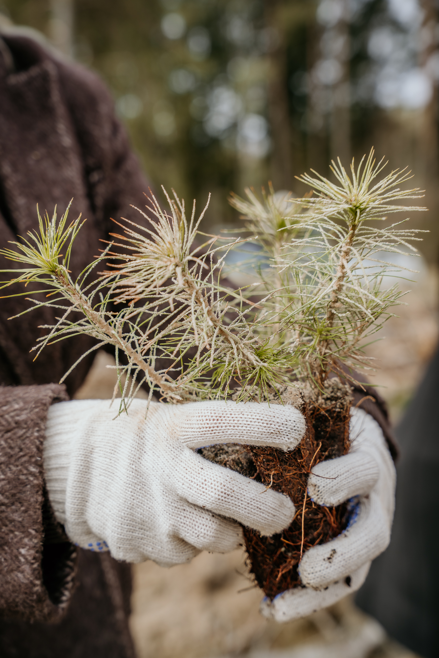 Koku_stadisana_Allazi-22