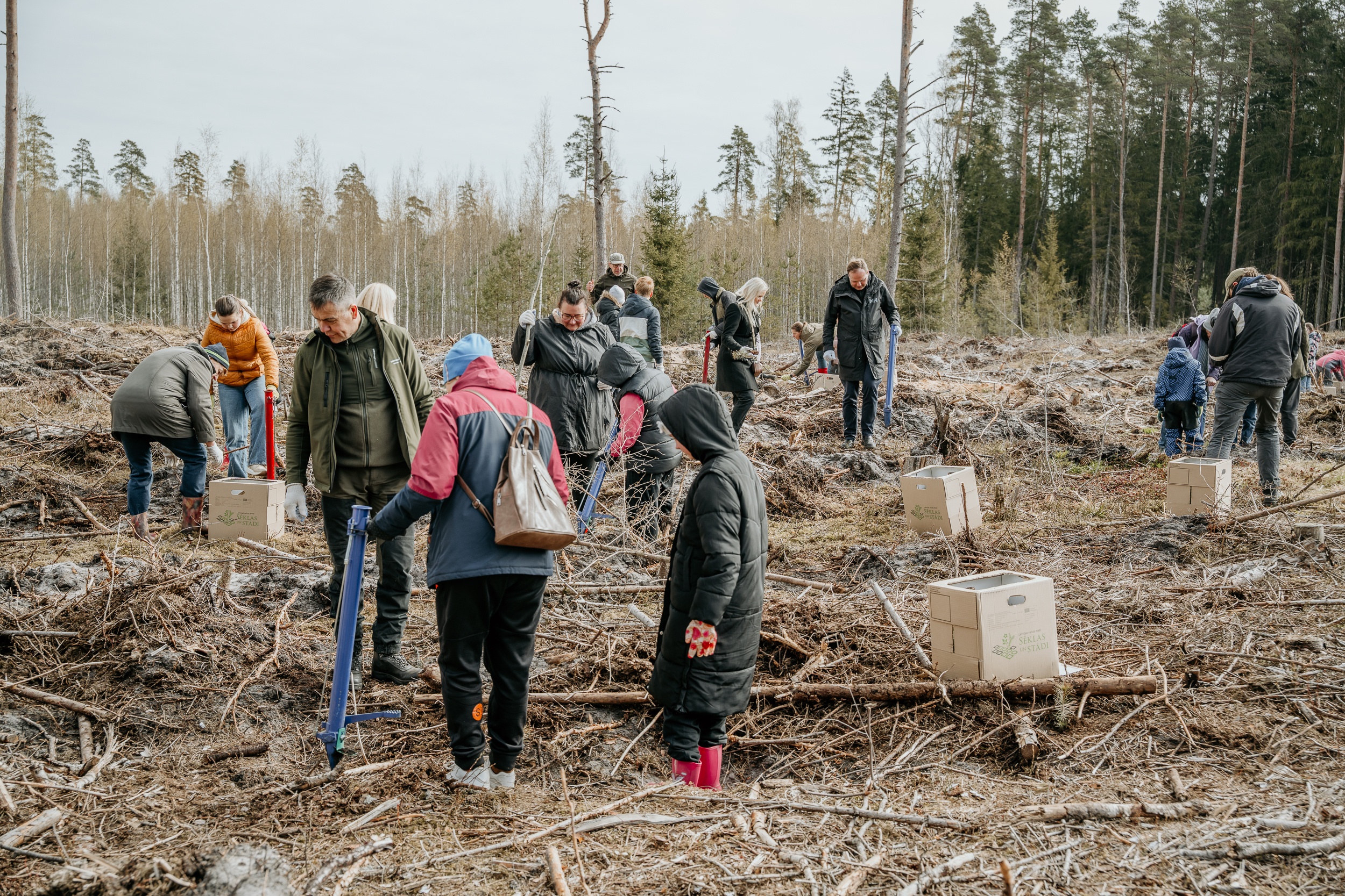 Siguldas novada pašvaldības vadība piedalījās meža stādīšanā Allažu pagastā