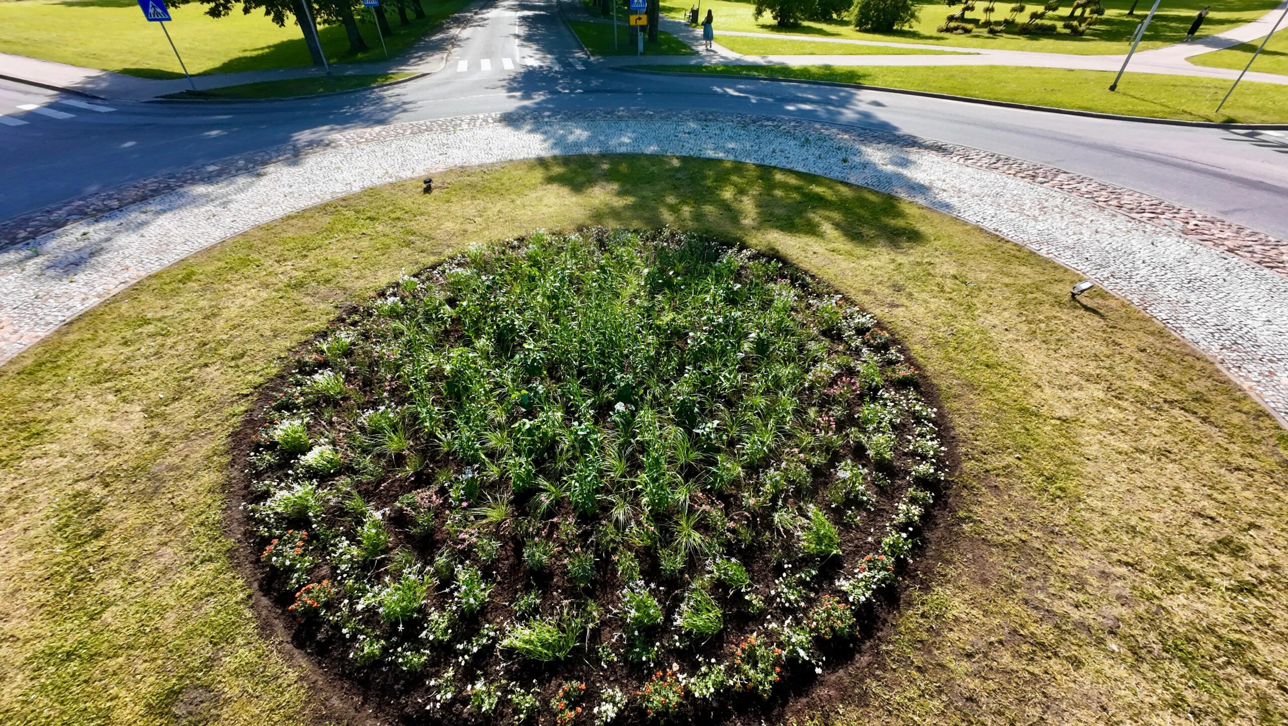 Siguldas novadā uz vasaras saulgriežiem tiek veidoti jauni vasaras puķu stādījumi