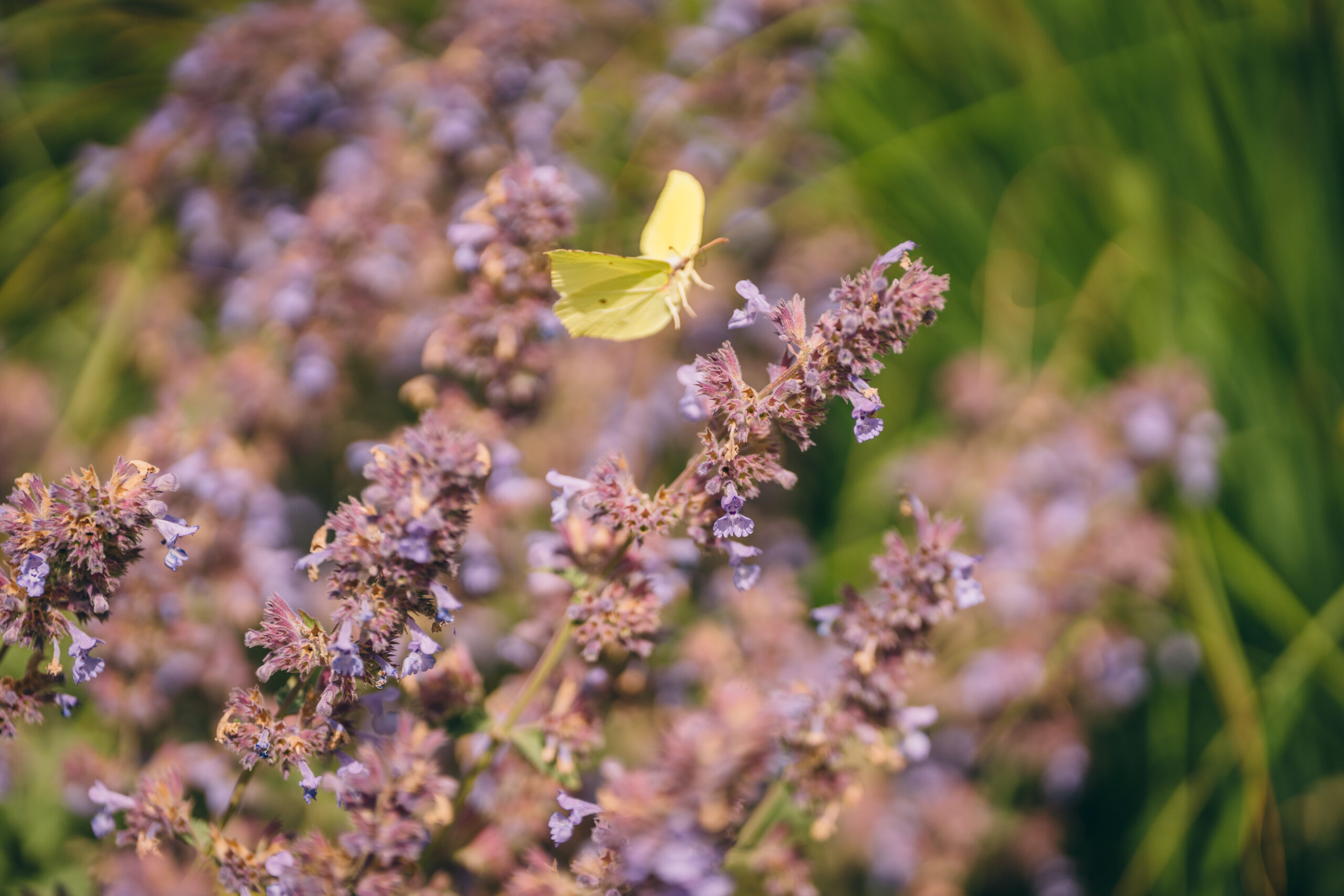 Lēdurgā viesosies Vidzemes lauku partnerības “Brasla” pārstāvji