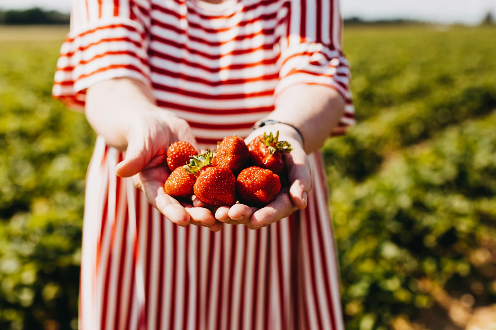 Zīmols “Mālpils zemenes” un biedrība “Mālpils iedvesmo” iekļuvuši Zemkopības ministrijas konkursā “Sējējs 2025”; norit sabiedrības balsojums