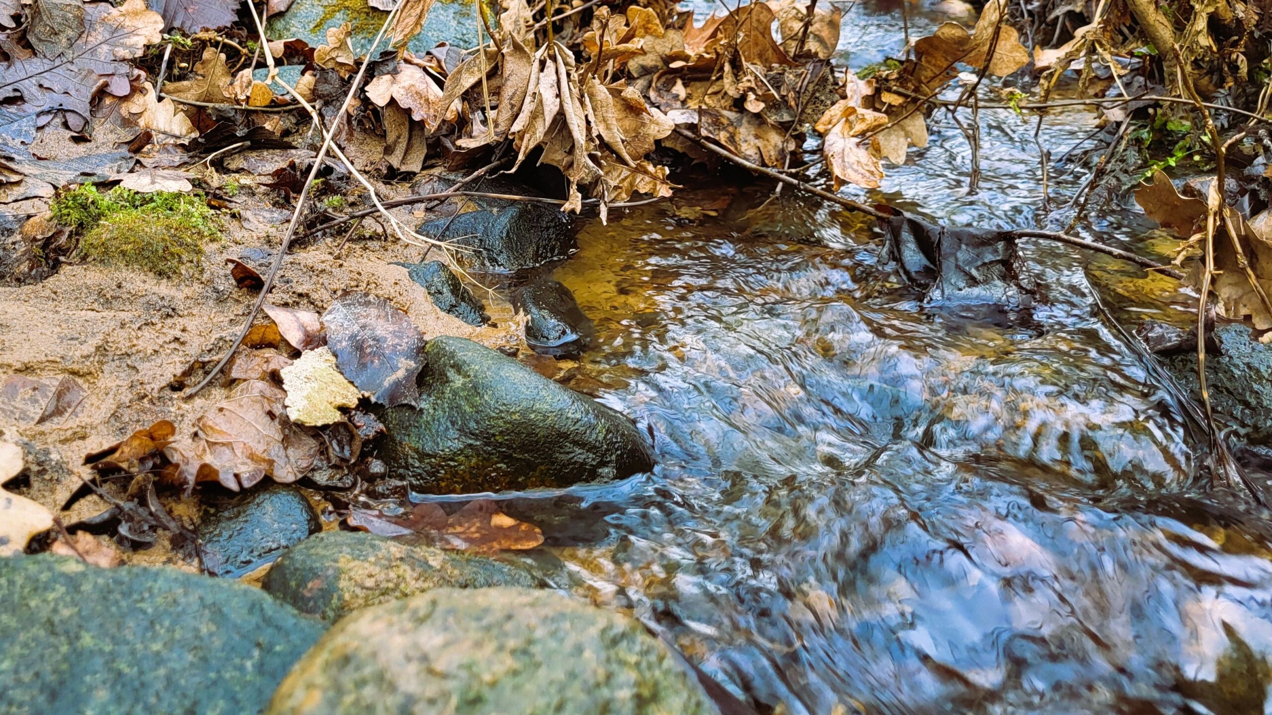 Lēdurgas Mudurgupīte modusies pavasara palu ūdeņu skrējienam un lībiskajai putnu modināšanai