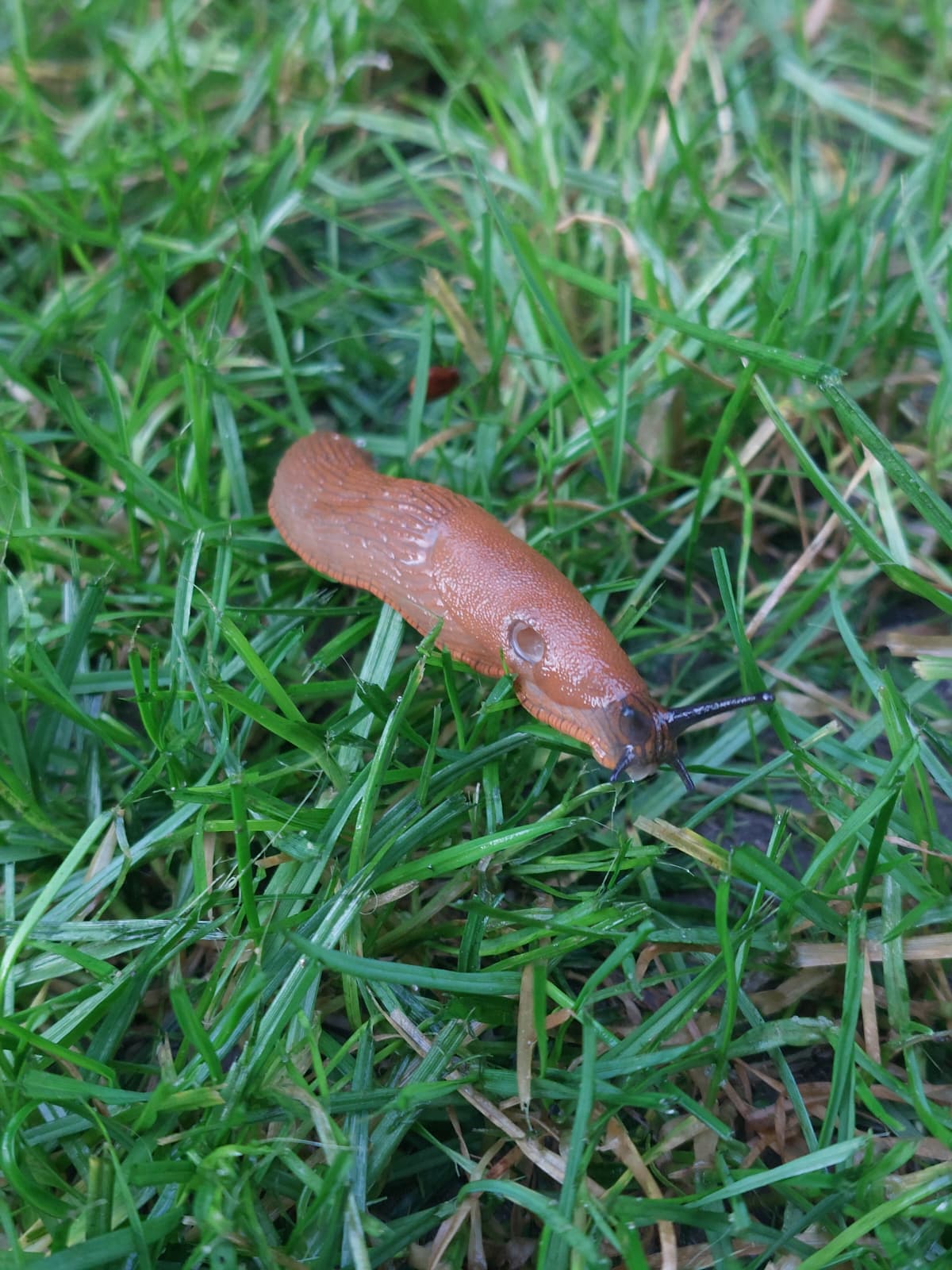 10. septembrī Siguldā iedzīvotājus aicina uz izglītojošu pasākumu Spānijas kailgliemeža apkarošanai un gliemežu talku