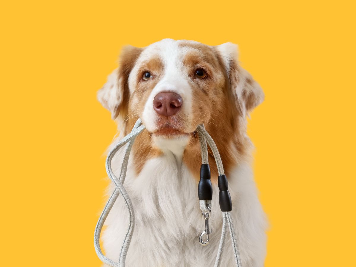 Saimnieka pienākumi un noteikumi drošām pastaigām ar suni&nbsp;