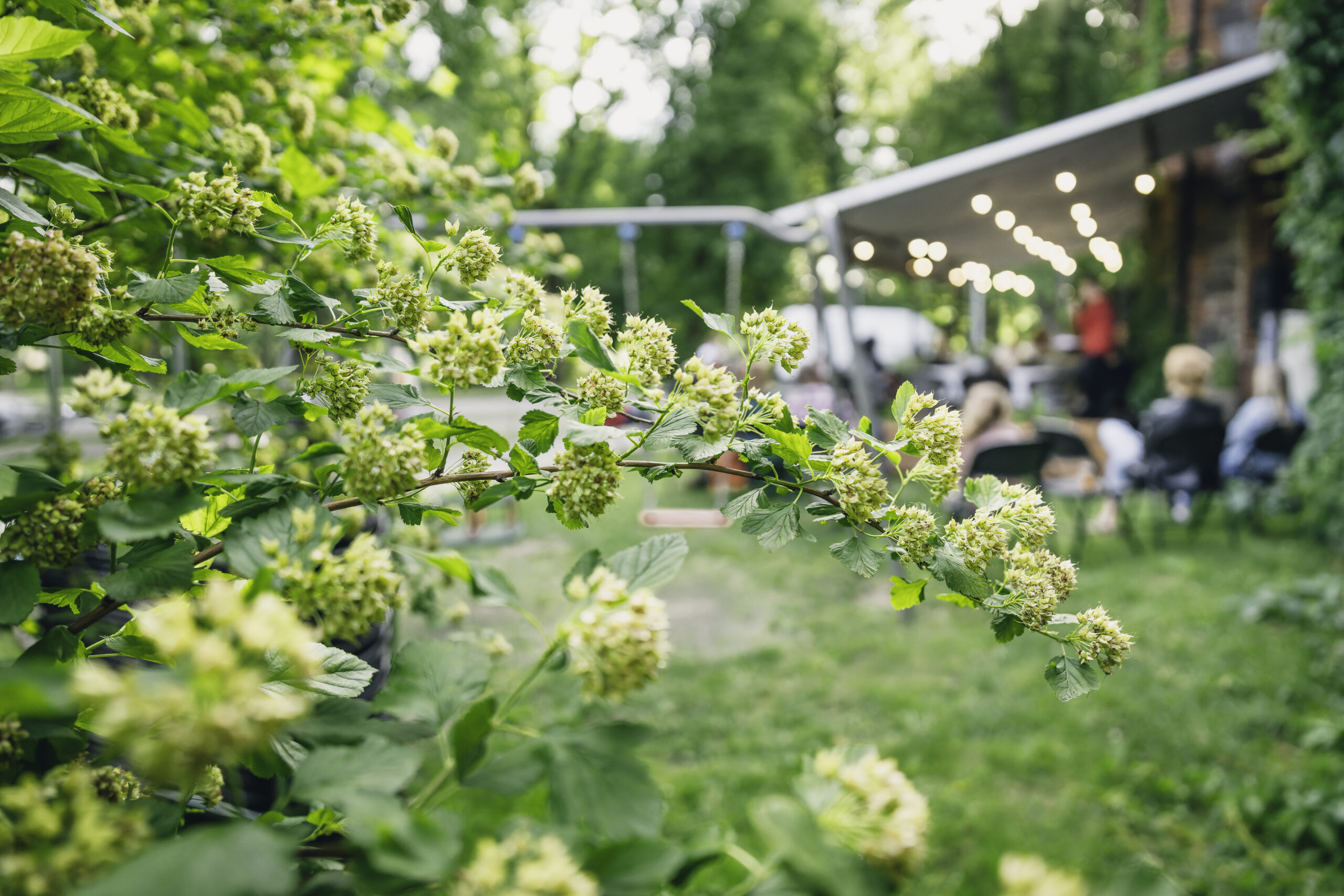 Siguldā vasaras vakaros aicina baudīt tikšanās ar literātiem un mūziķiem pasākumu ciklā “Vasaras lasījumi”