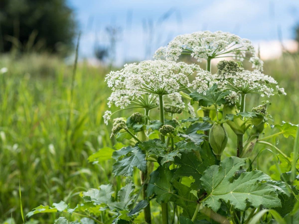 Sosnovska latvāņa ierobežošanas pasākumi Siguldas novadā