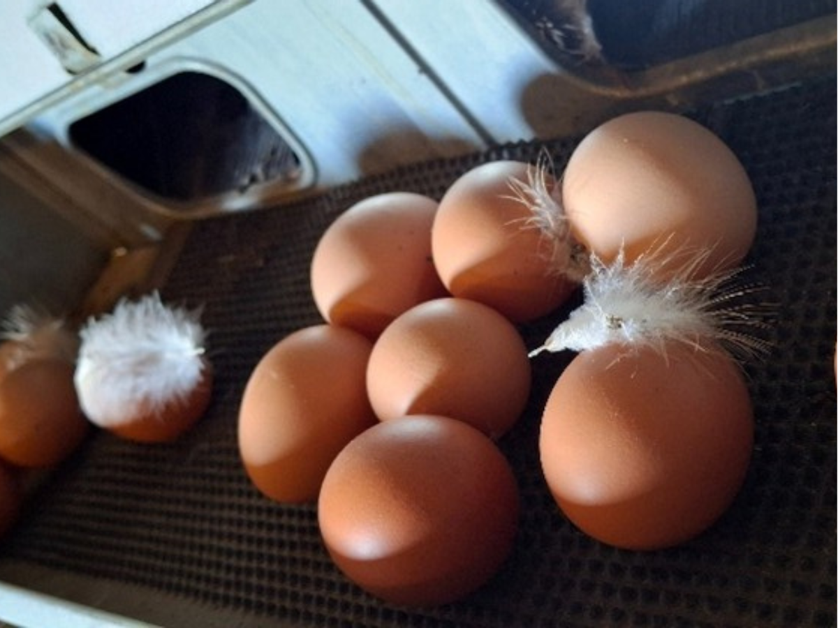 Lauras Loginas-Lucavas audzēto vistu olas