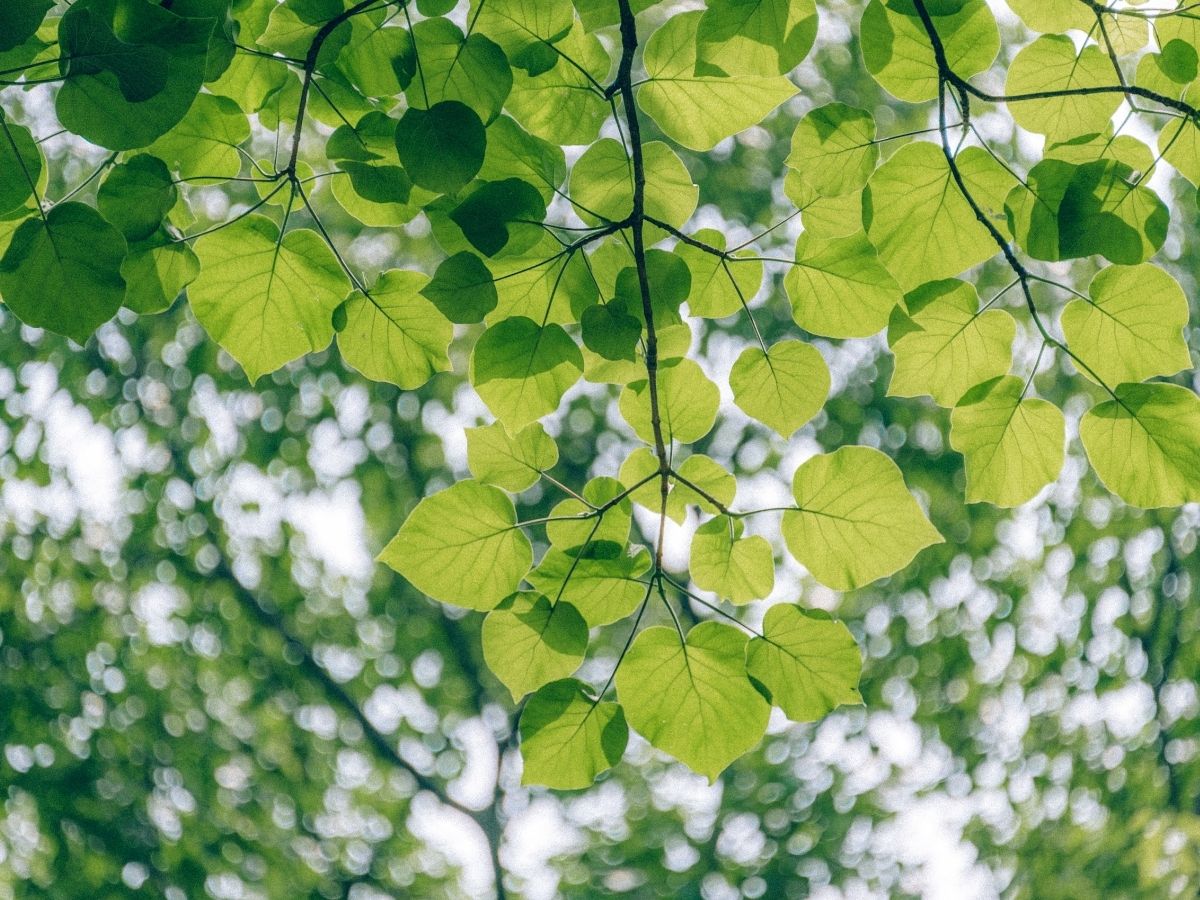 Aicina uz Dabas dienu 6. aprīlī