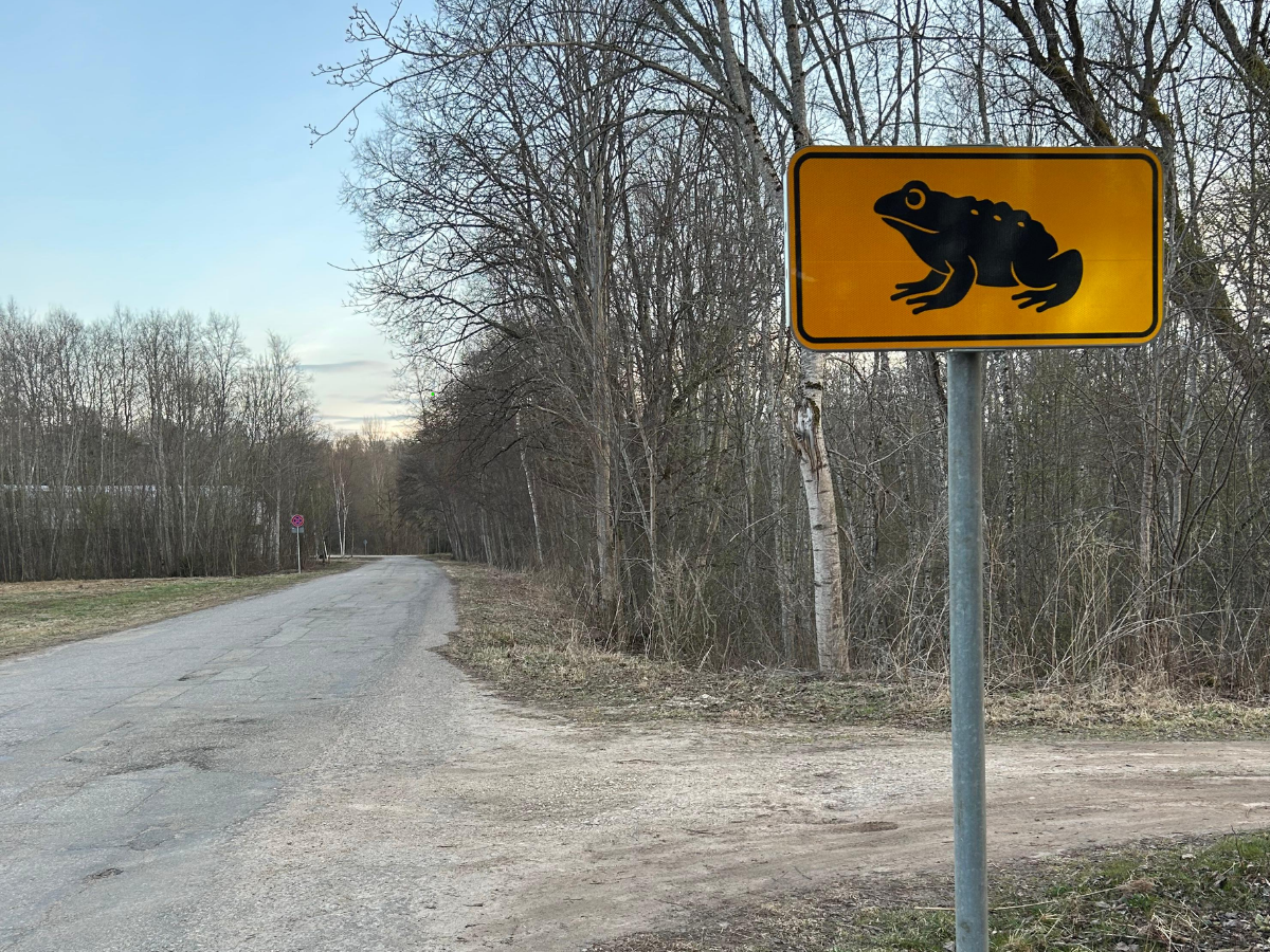 Siguldas novada pašvaldība iesaistās “Misija – KRUPIS” un aicina iedzīvotājus saudzēt krupjus