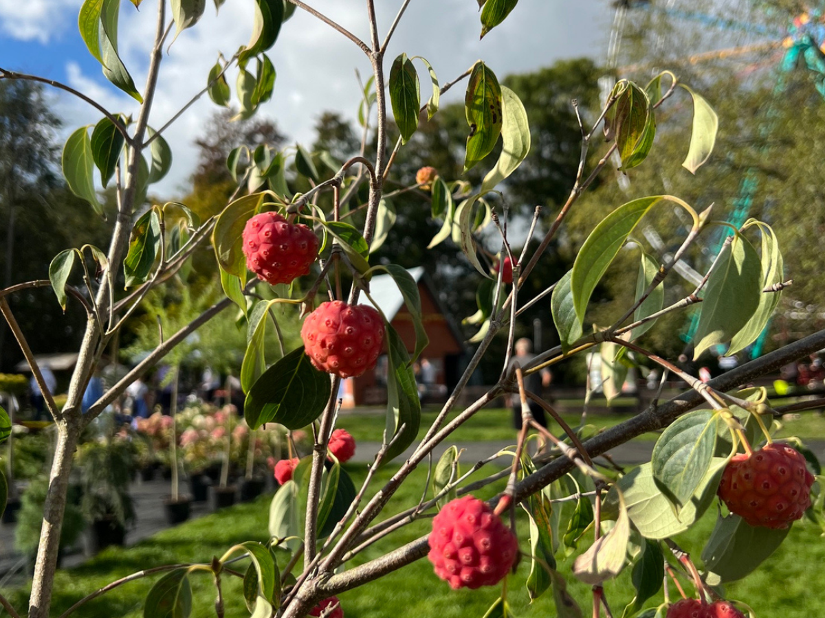 Ātrie rudens padomi no Stādu parādes dalībniekiem – ko dārzā darīt rudenī?