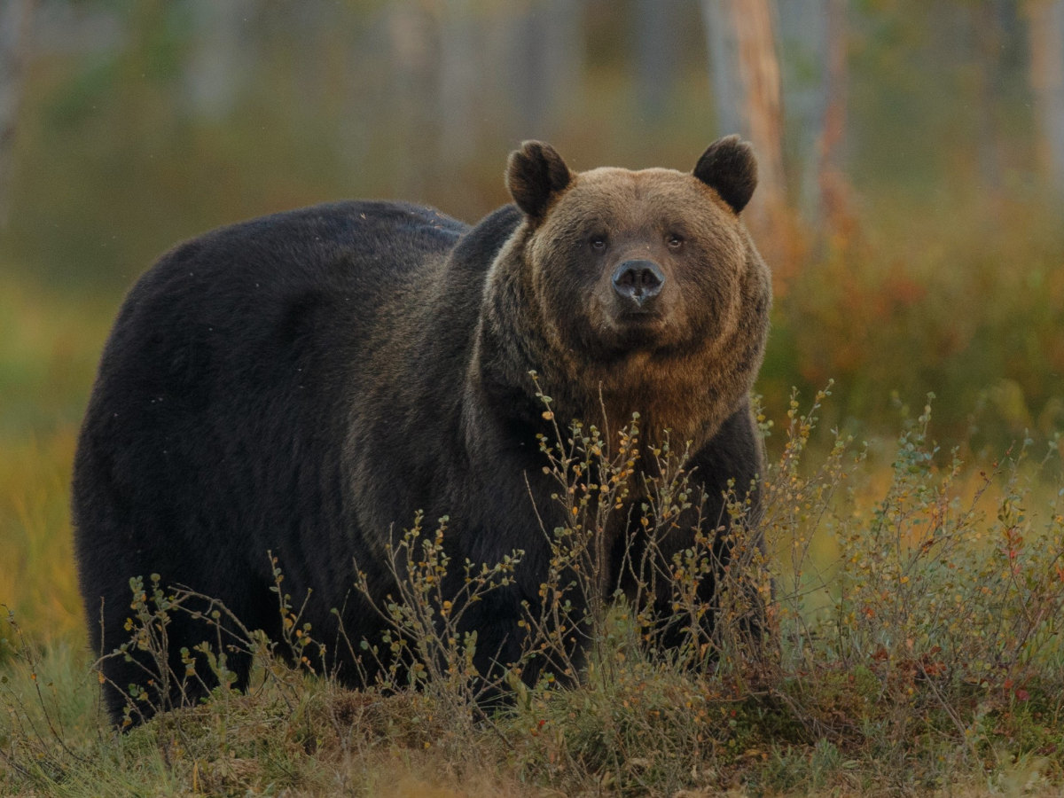 Kā rīkoties, sastopot brūno lāci&nbsp;dabā, un kur ziņot par&nbsp;novērojumiem Siguldas novadā&nbsp;