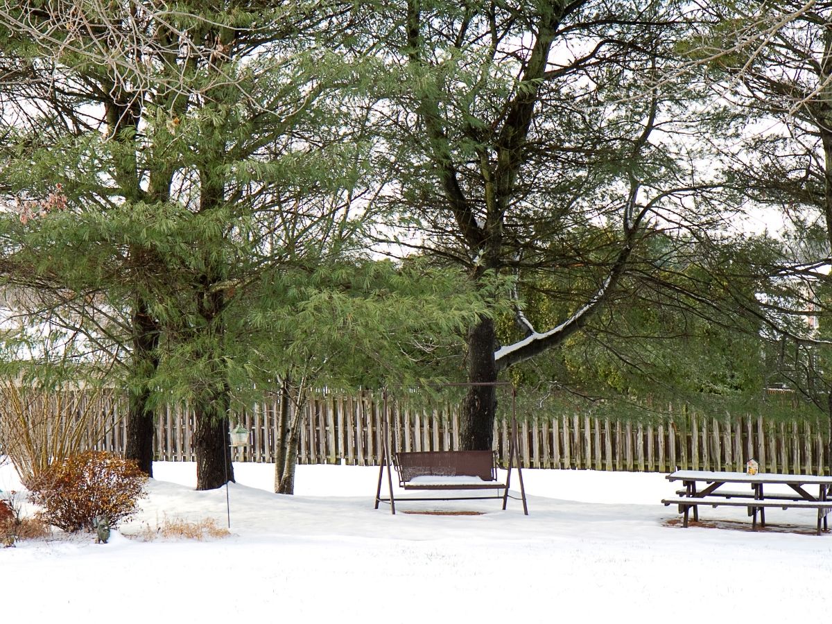 Aicina piedalīties sabiedriskajā apspriešanā par grozījumiem noteikumos koku ciršanai ārpus meža