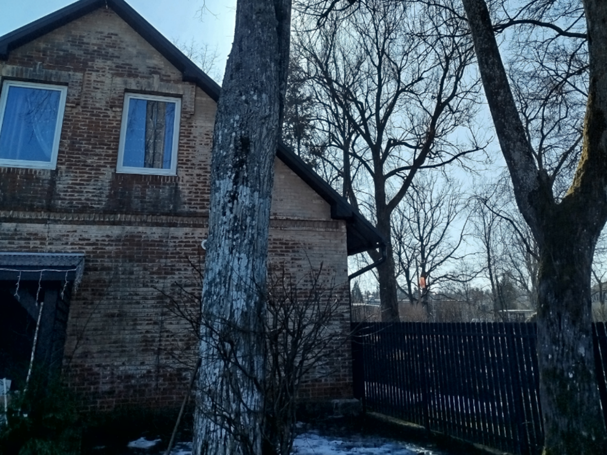 Notiek publiskā apspriešana par divu koku ciršanu Atmodas ielā 2, Inčukalnā