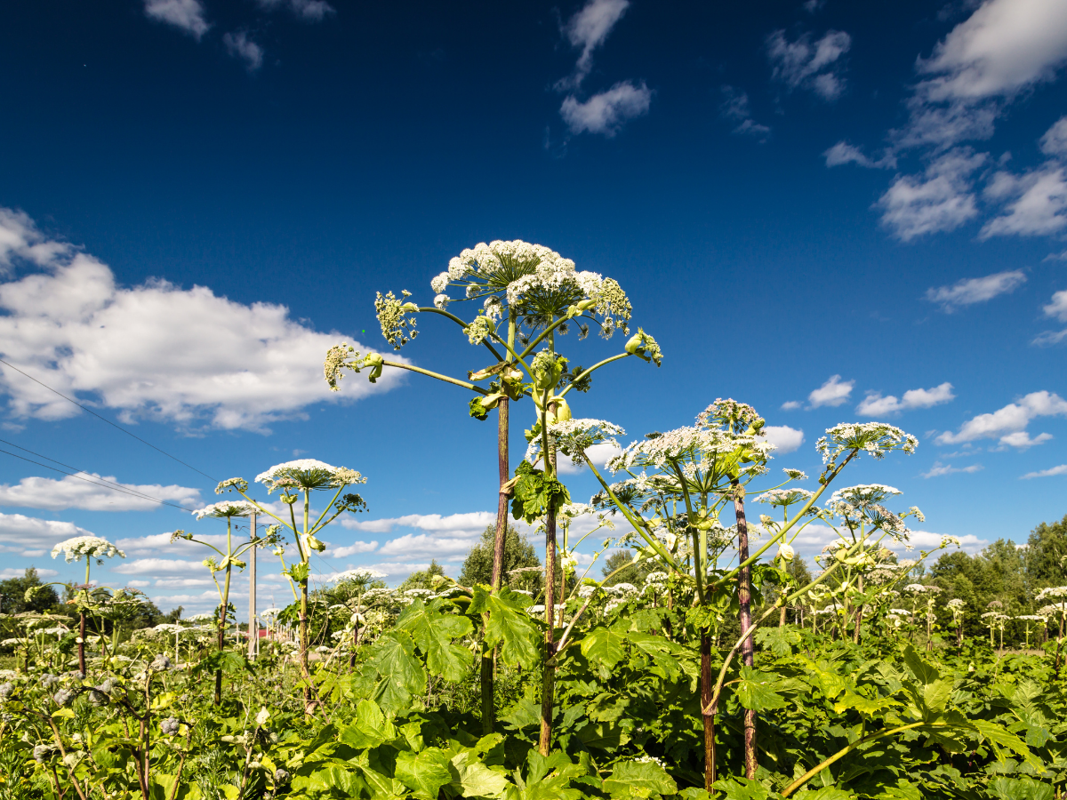 Aicina piedalīties informatīvajā seminārā par invazīvajām augu sugām