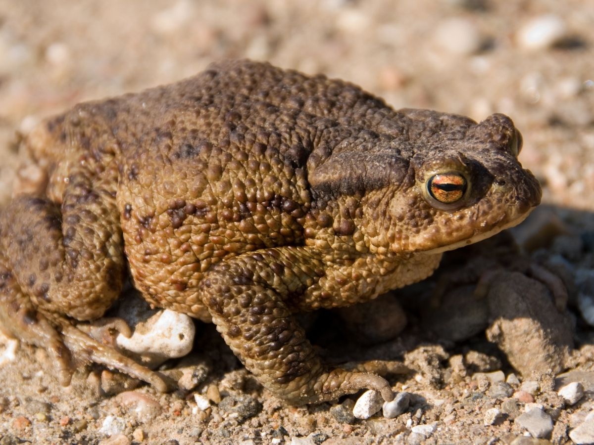 Aktīvajā migrācijas laikā aicina kļūt par brīvprātīgo krupju glābēju