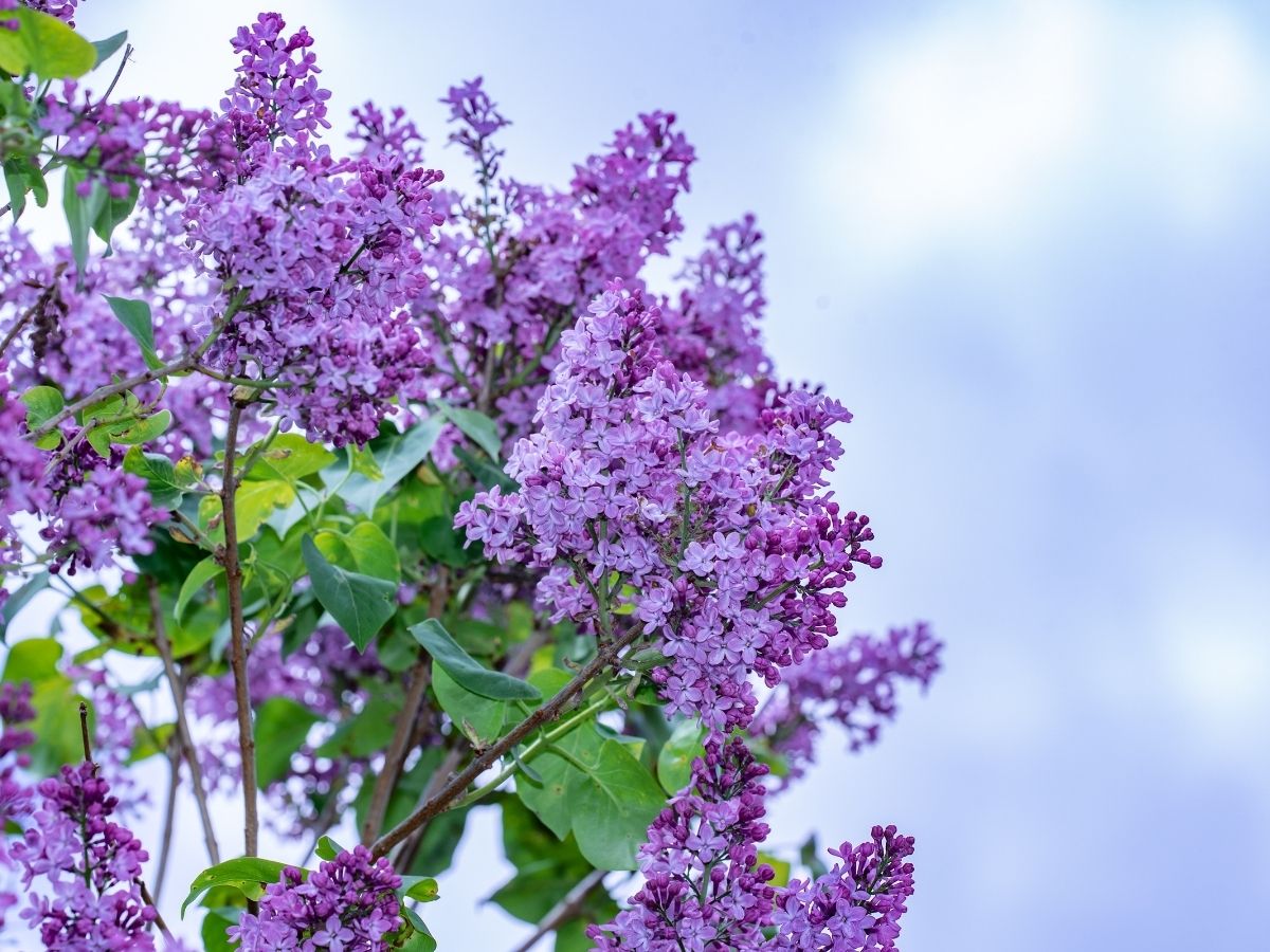 Izglītības iestādēs sāksies izlaidumu laiks