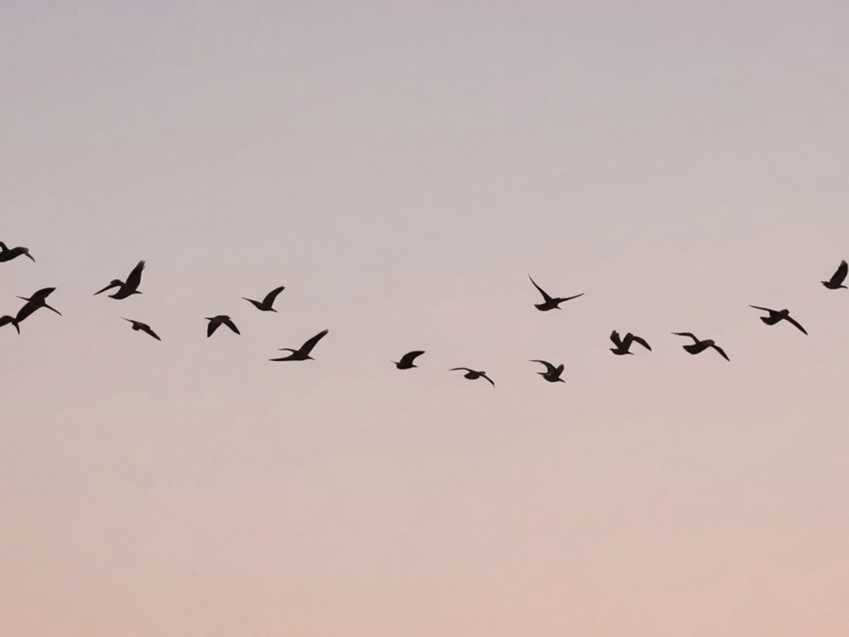 Vijas Vāveres foto izstāde “Iepazīsti putnus Latvijā un ieklausies viņu balsīs”
