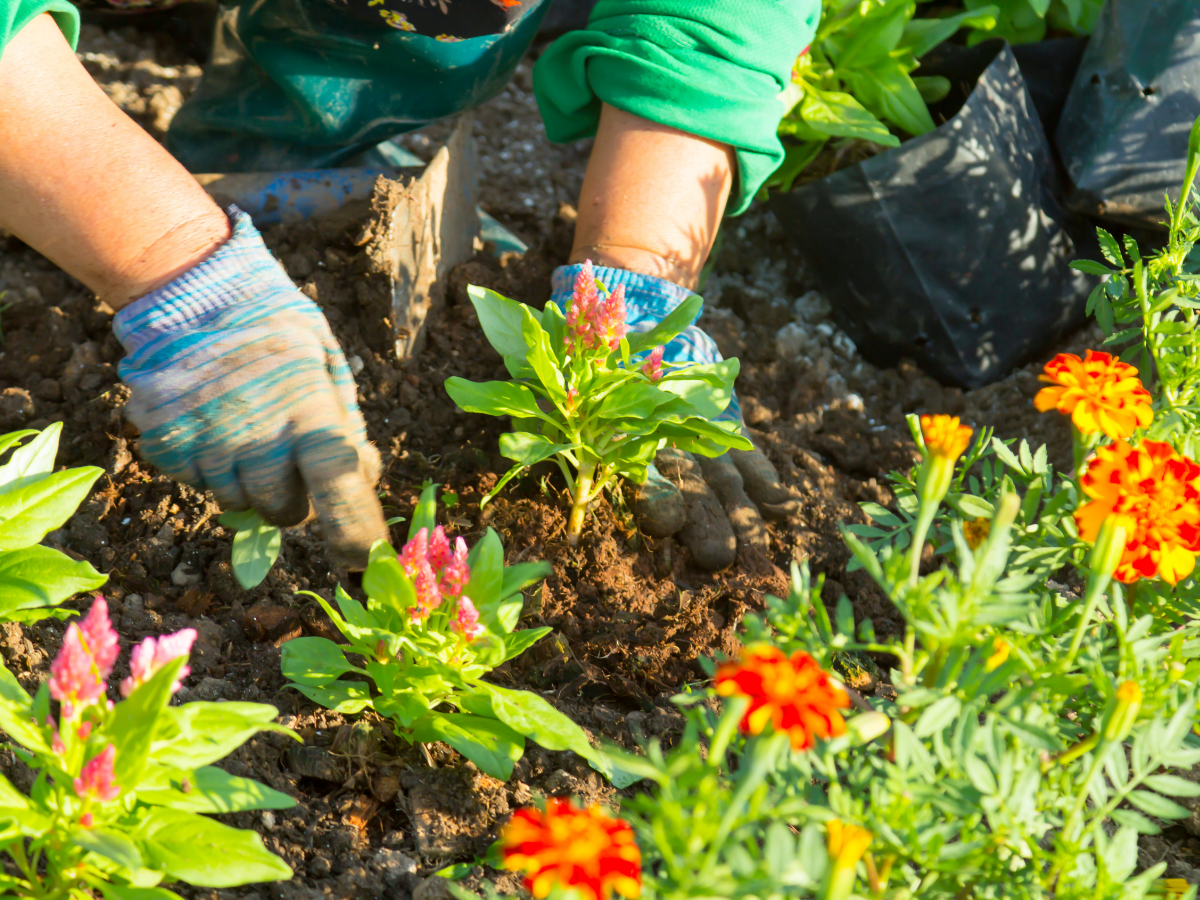 Siguldas novada pašvaldība aicina iedzīvotājus izmantot iespēju iznomāt mazdārziņu teritorijas