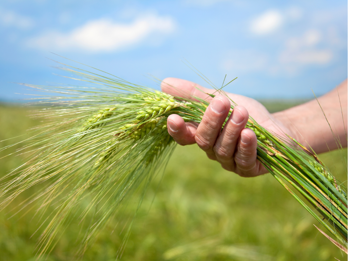 Turaidas muzejrezervātā aizvadīta tikšanās par risinājumiem un atbalsta iespējām lauksaimniecībā ārkārtējās situācijas laikā