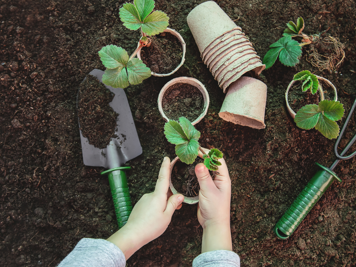 Augu un sēklu maiņas punkts