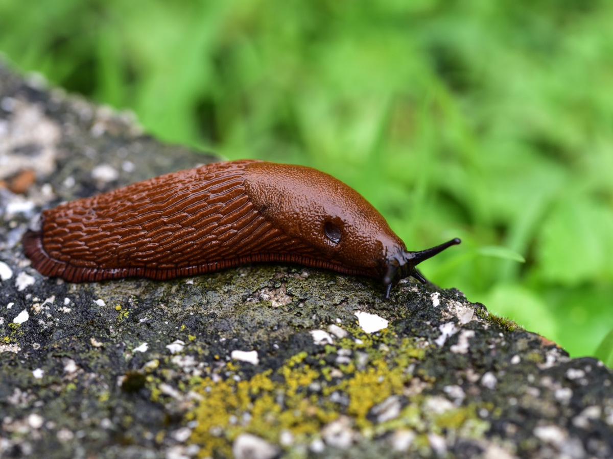 Spānijas kailgliemezis – nelūgtais viesis pilsētvidē un laukos