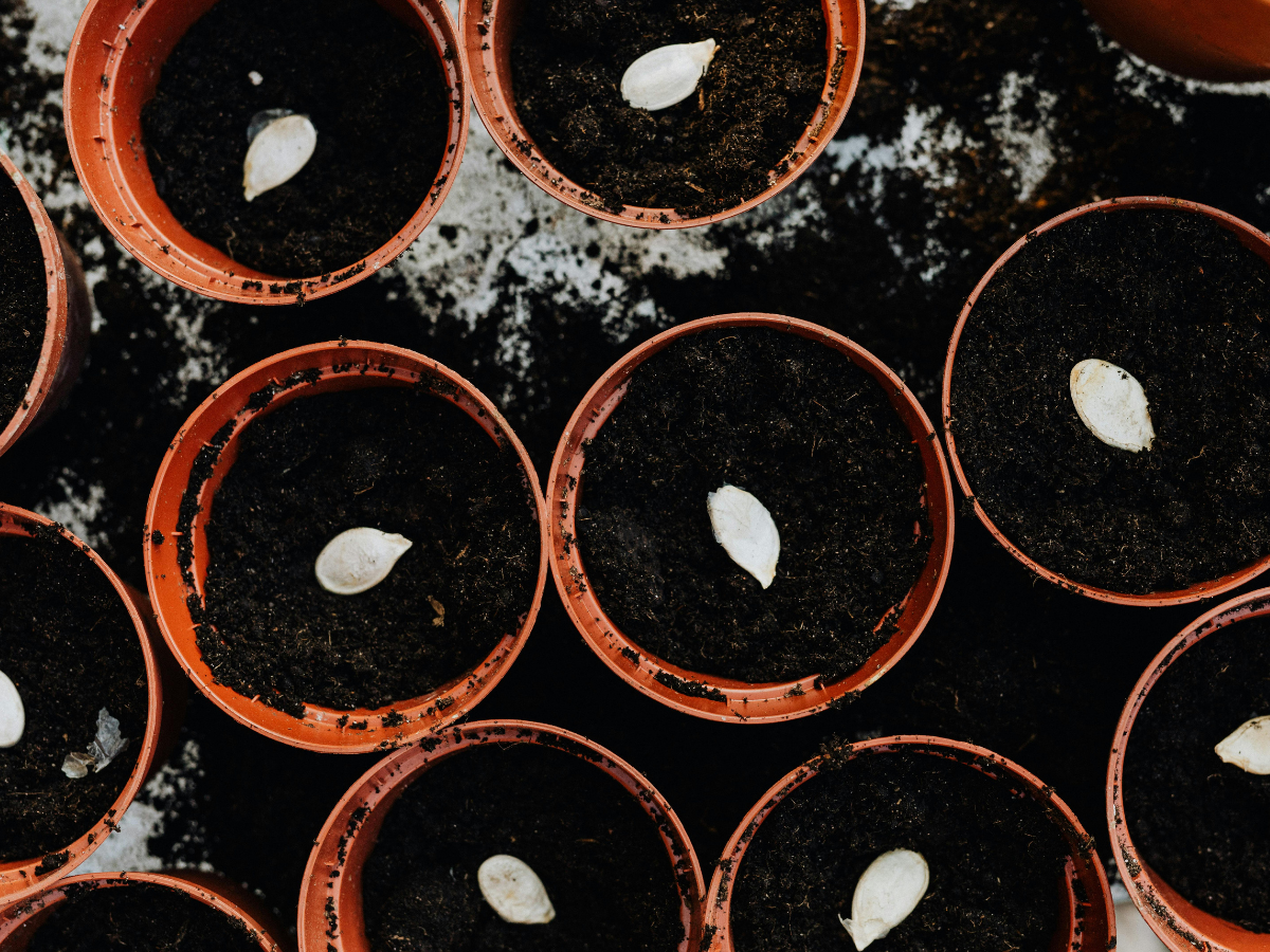 Sēklu apmaiņas punkts