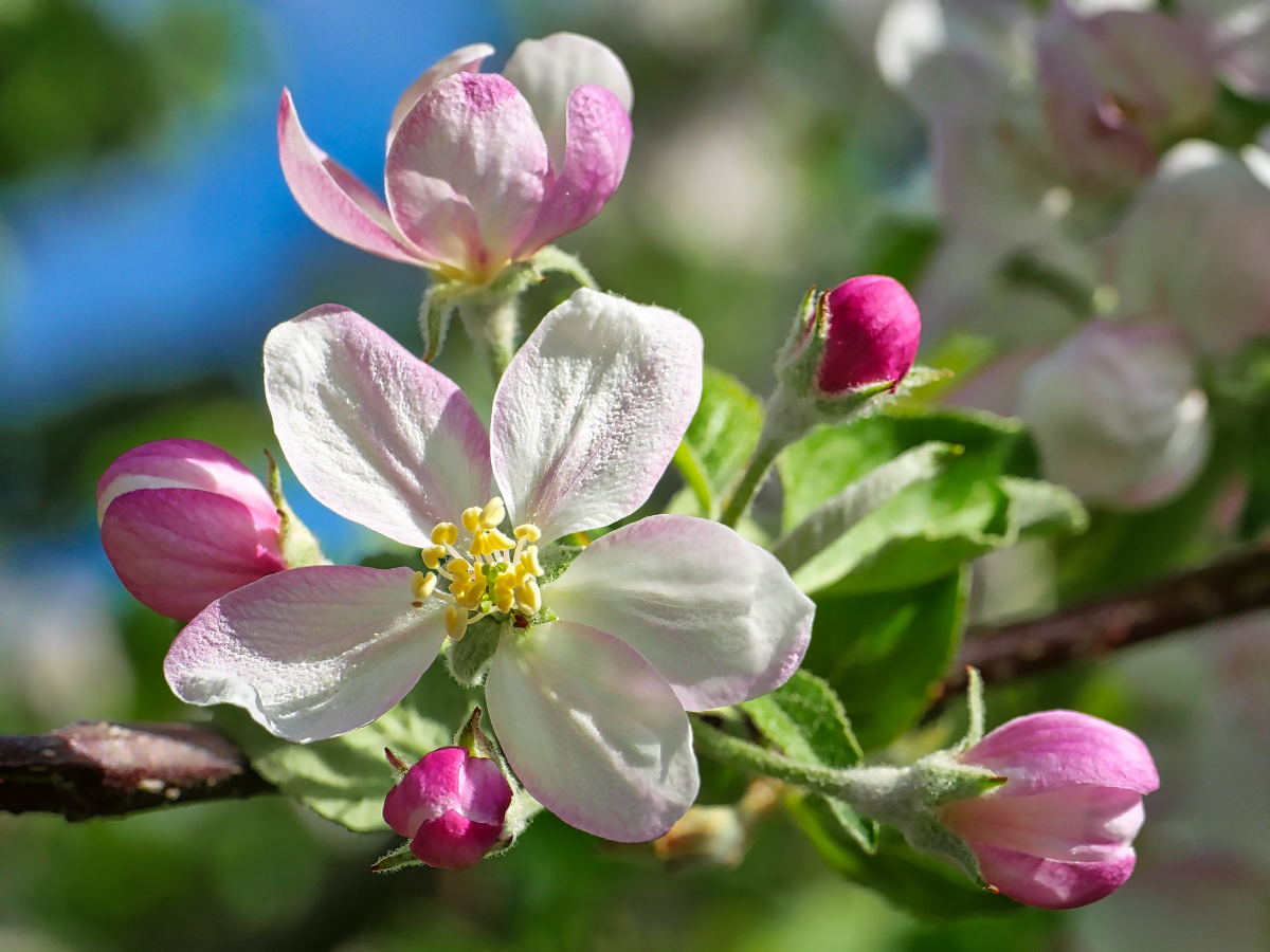 Biedrība “Kamolītis” uzsākusi projektu “Mācies un izglīto citus!”