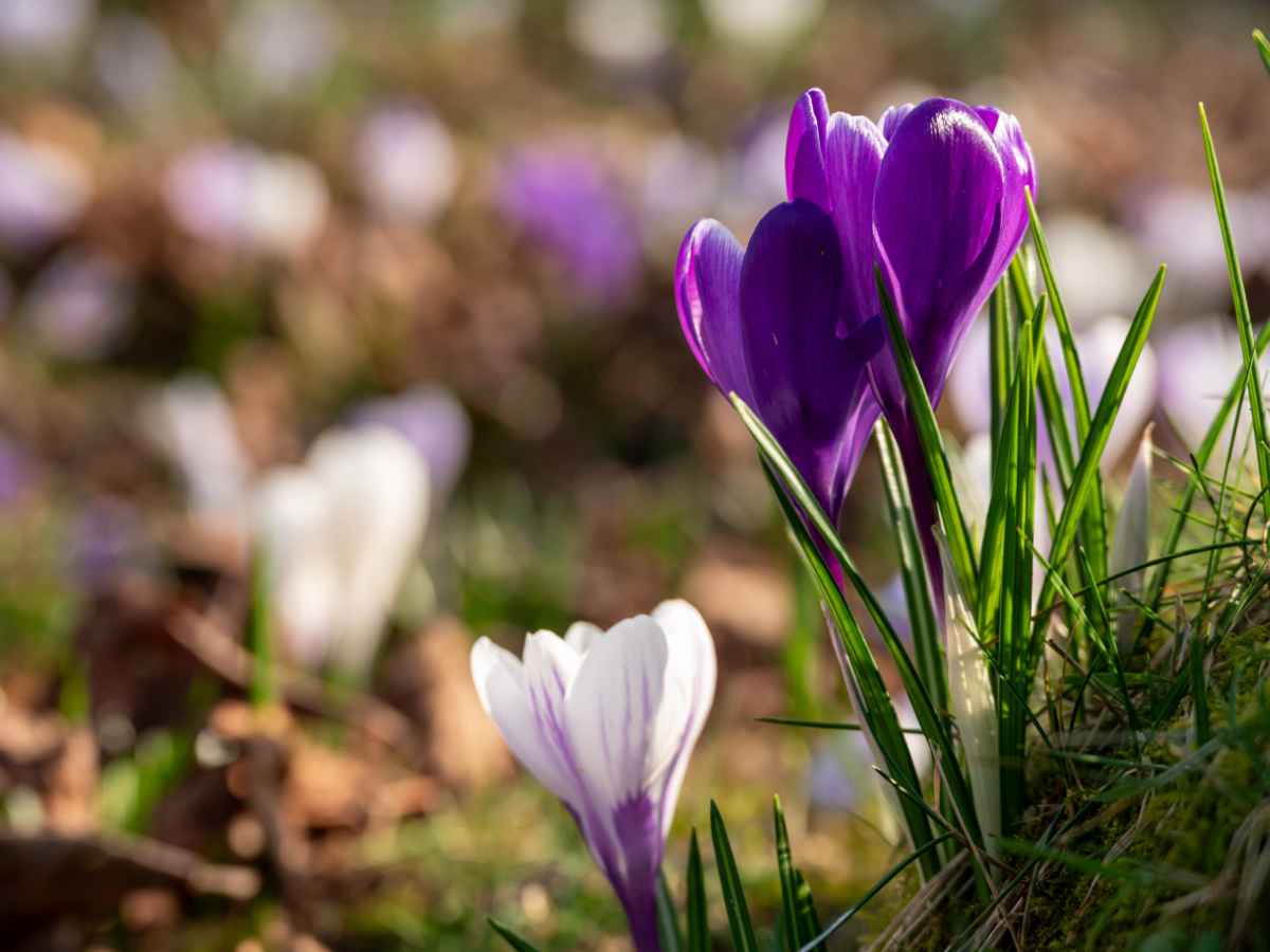 Tematiskā izstāde “Pavasaris dārzā”