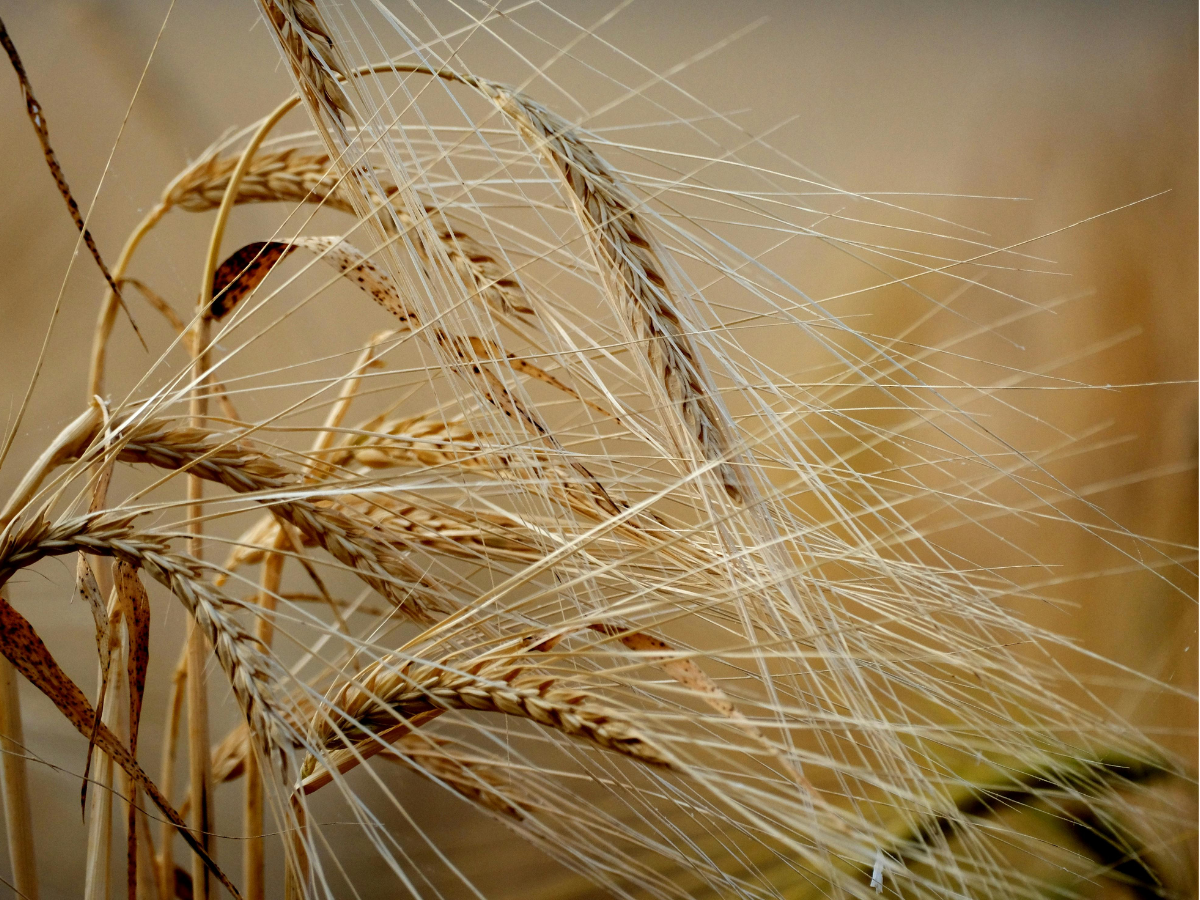 Notiks lauku uzņēmēju tikšanās par risinājumiem un iespējām ārkārtas apstākļos lauksaimniecībā