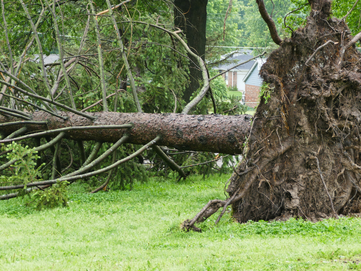 Kur ziņot par lūzušiem kokiem?
