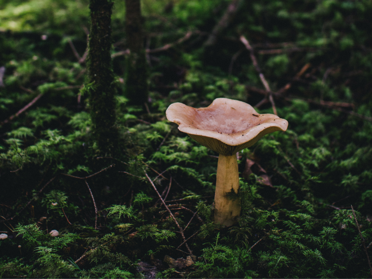 Aicina uz mūžizglītības projekta “Dabas veltes tavā šķīvī” noslēdzošo meistarklasi