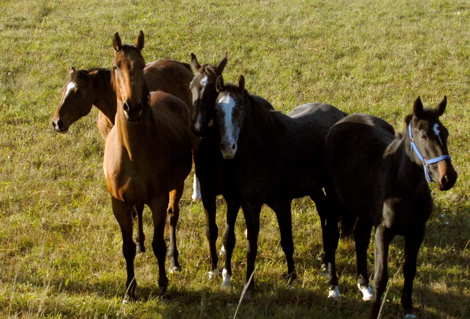 Allažu zirgaudzētavā norisināsies semināri par zirgkopību