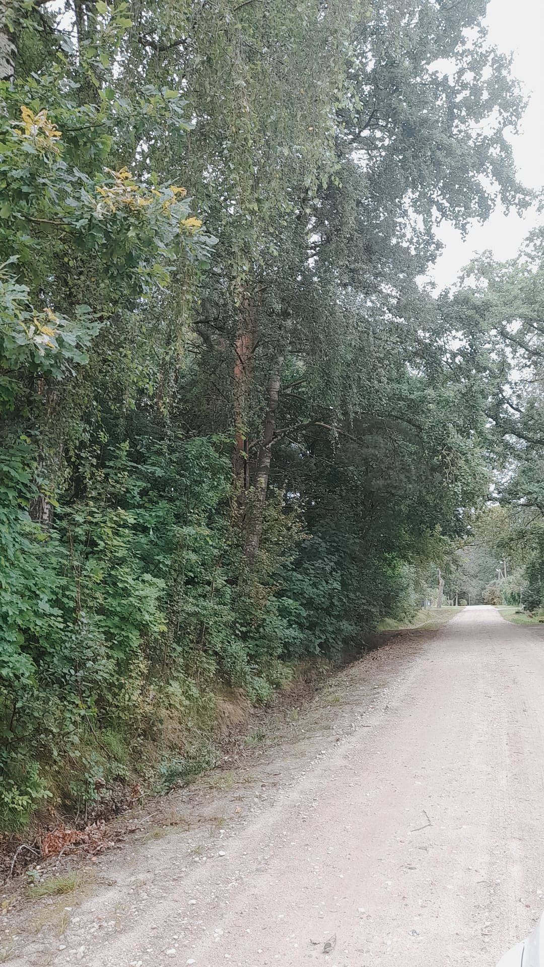 Novadā notiek zāles pļaušanas un krūmu, zaru apzāģēšanas darbi ceļu nomalēs