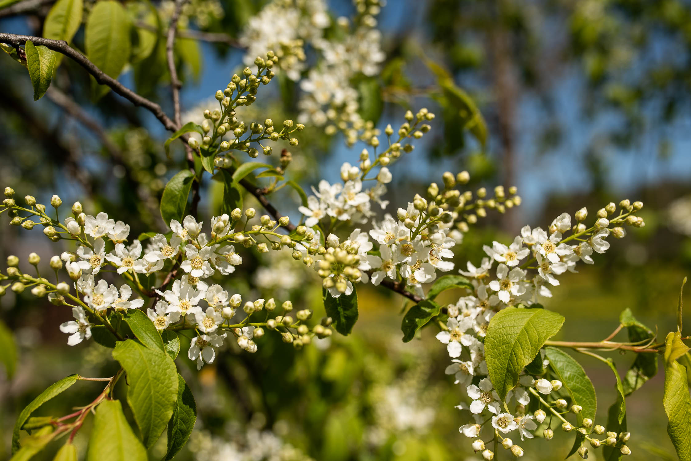 Koncertzālē “Baltais flīģelis” izskanēs pavasara koncerts “Ievziedu pulss”