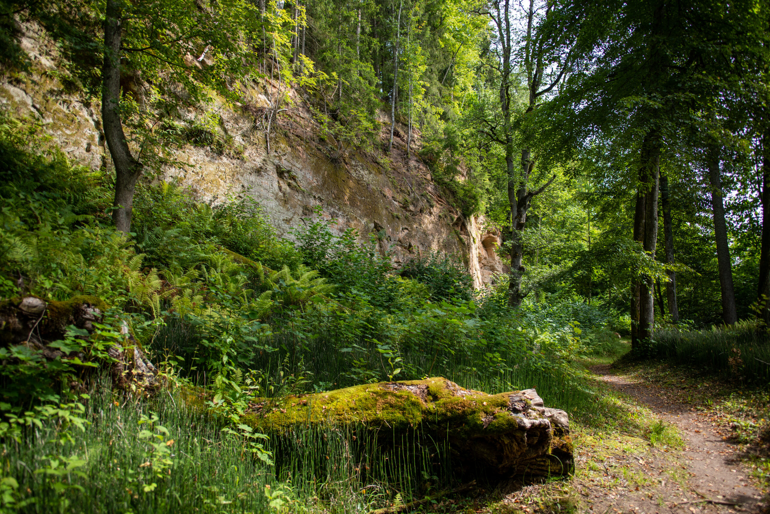Īpaši aizsargājamās dabas teritorijās stājies spēkā mežsaimnieciskās darbības aizliegums