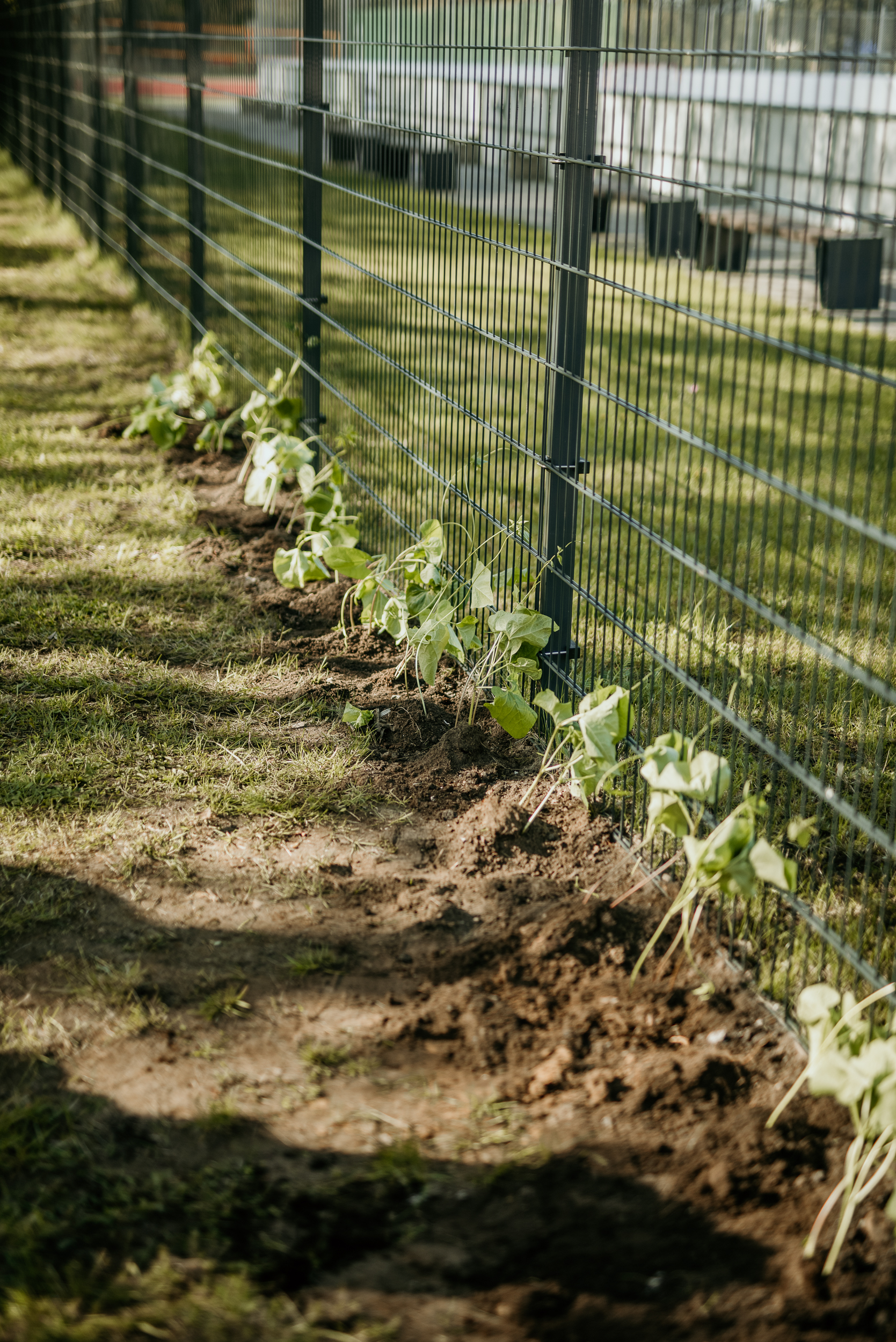 augu_stadisana_Krimuldas_vsk-30