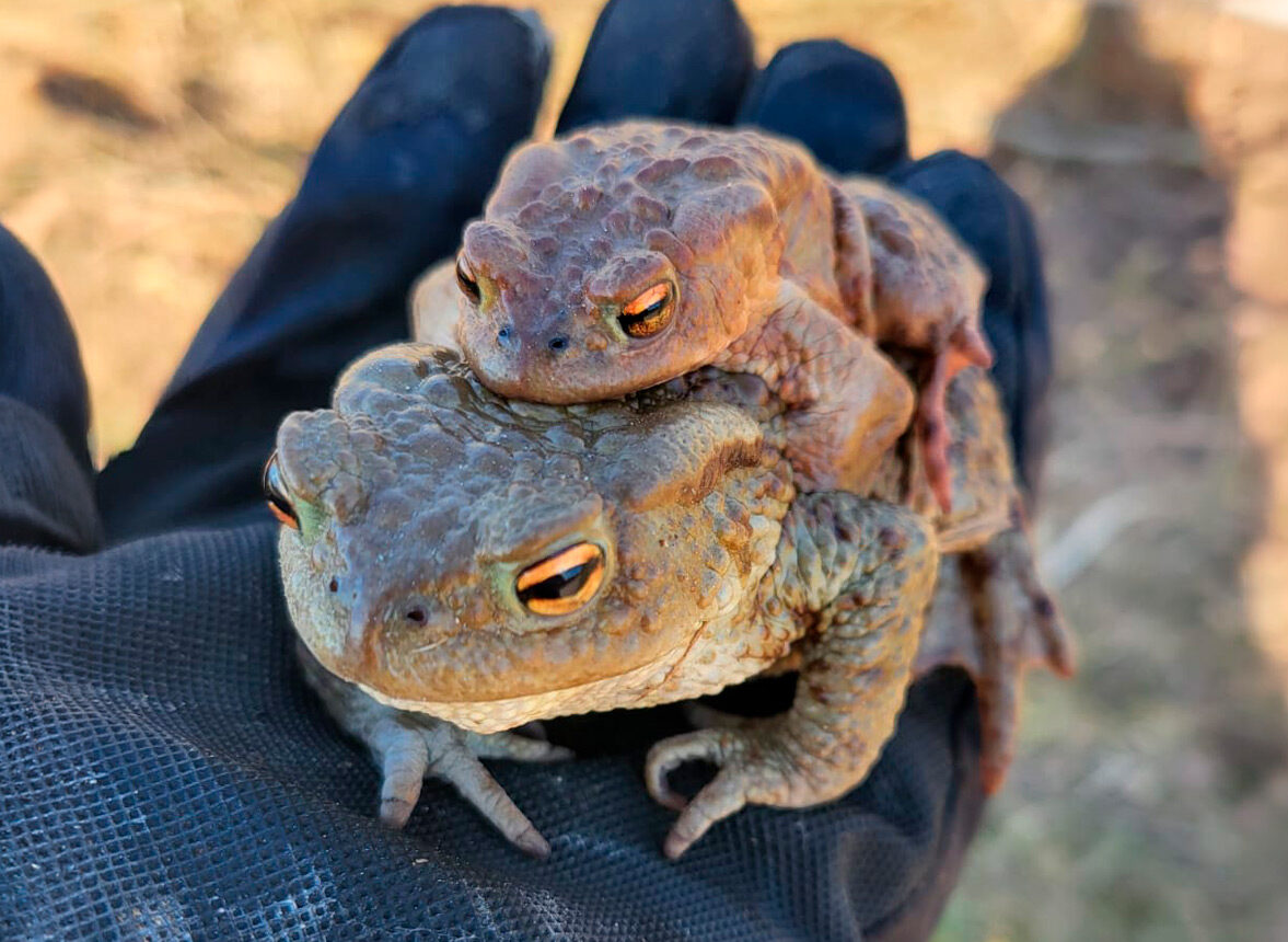 Dabas aizsardzības pārvalde aicina brīvprātīgos iesaistīties krupju glābšanas kampaņā