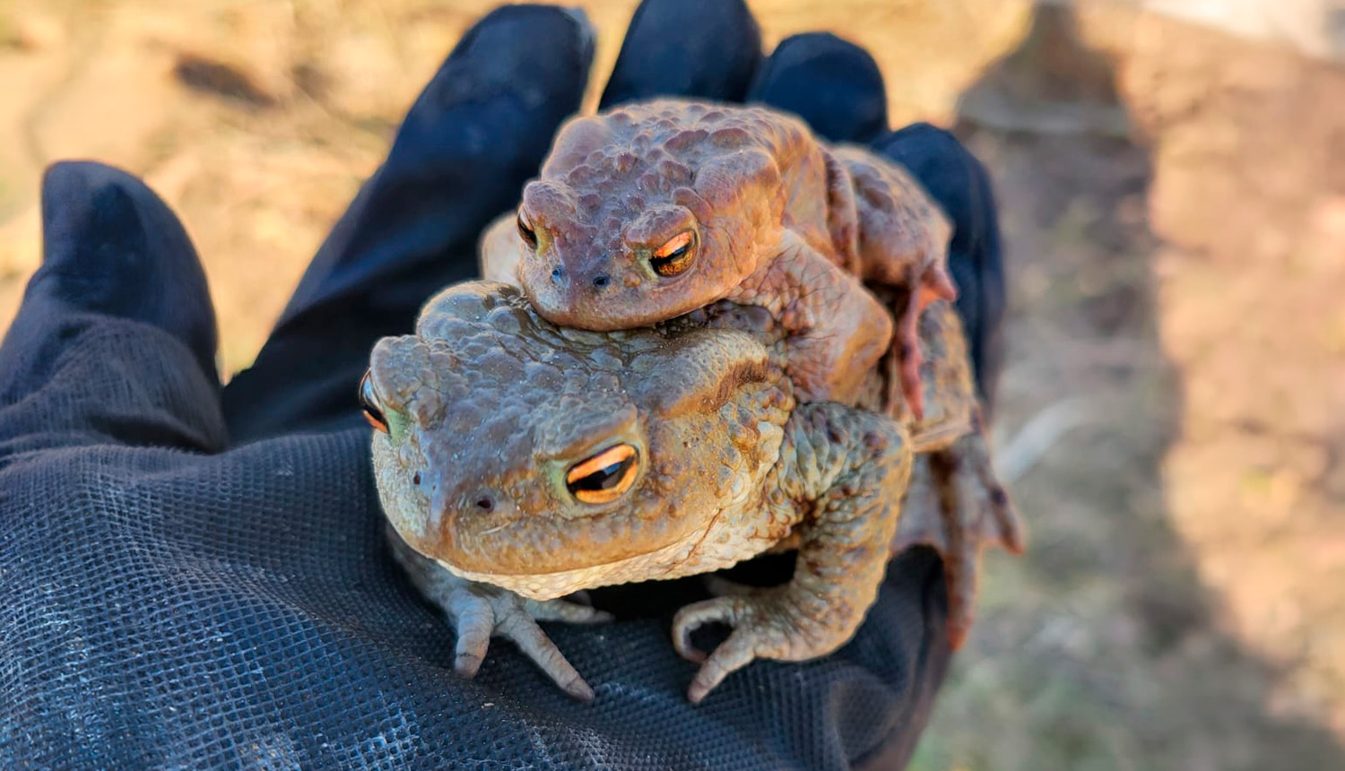 Dabas aizsardzības pārvalde aicina brīvprātīgos iesaistīties krupju glābšanas kampaņā