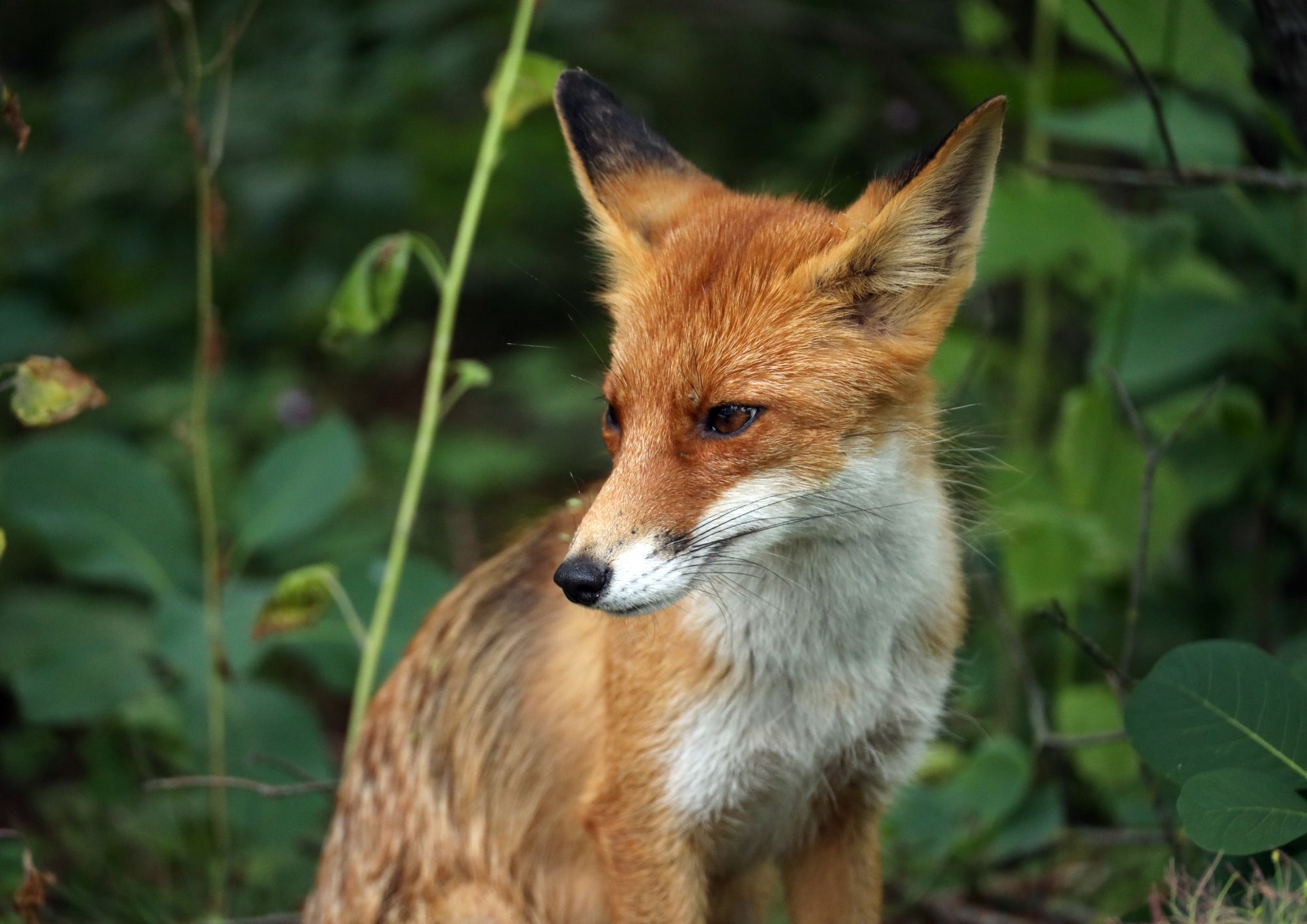 Kā rīkoties, ja pilsētvidē satiec meža dzīvnieku?
