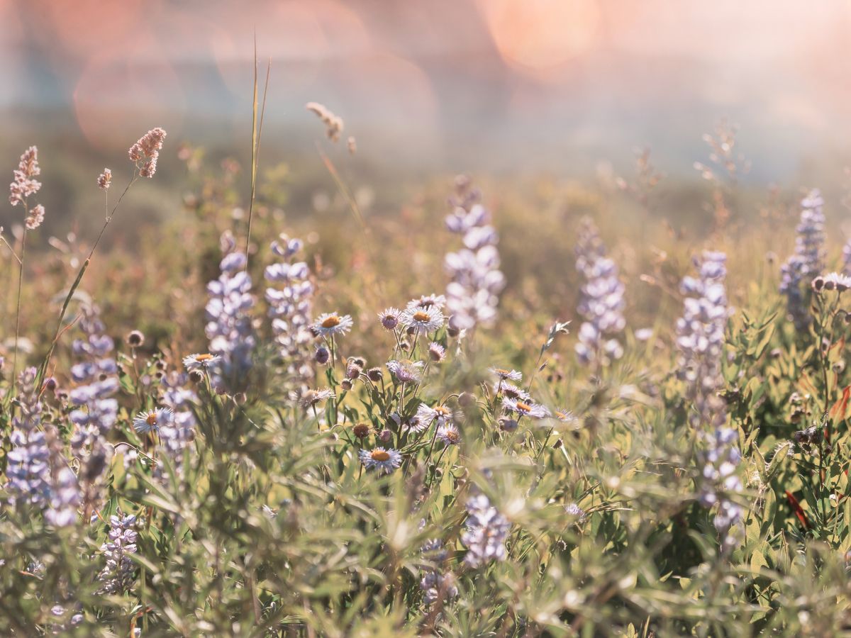 Apstiprināti pieaugušo izglītības projektu finansēšanas konkursa 2026. gada rezultāti