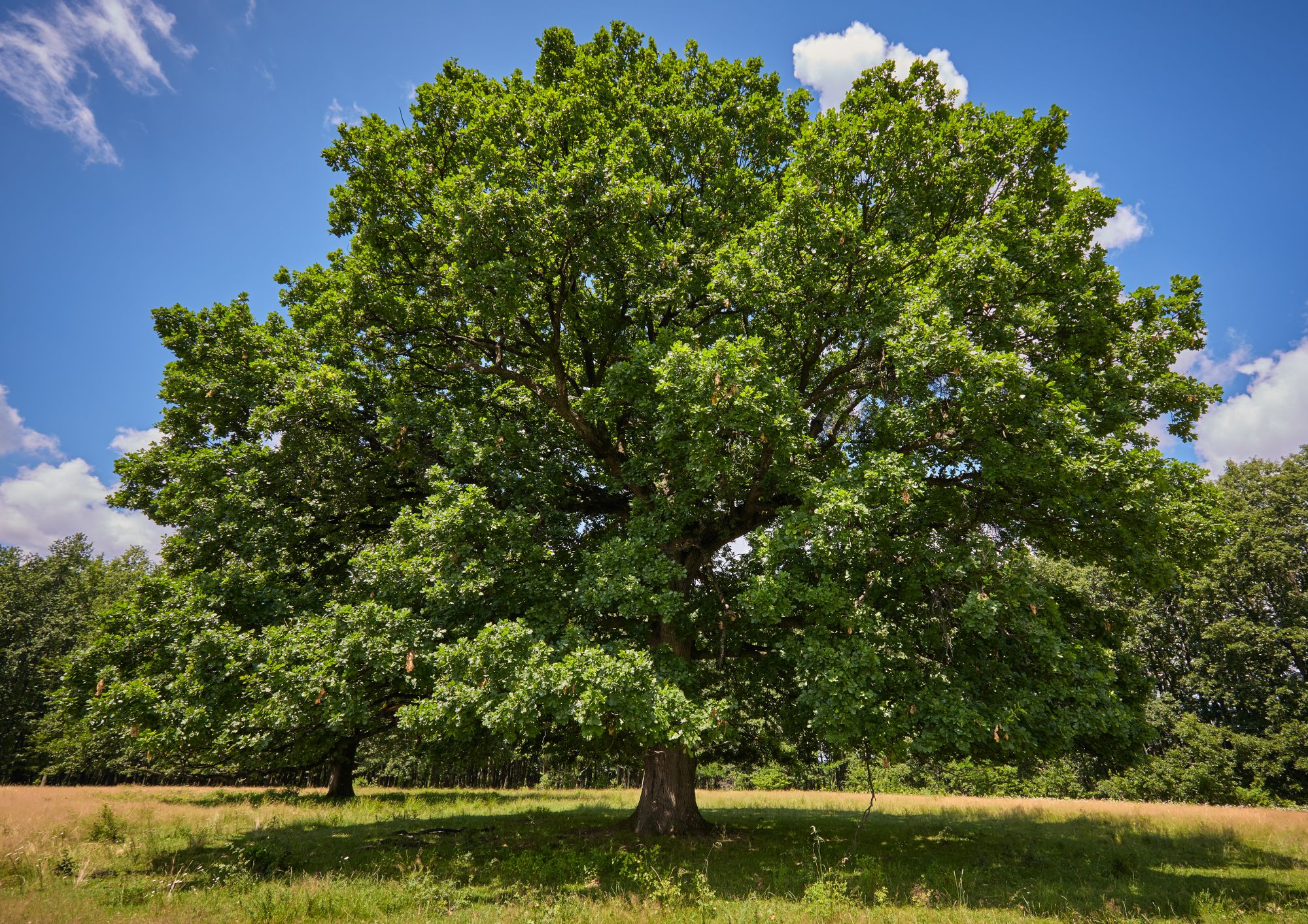Arī šogad īpašnieki var pieteikt lielus kokus sakopšanai programmā “No koka uz koku”